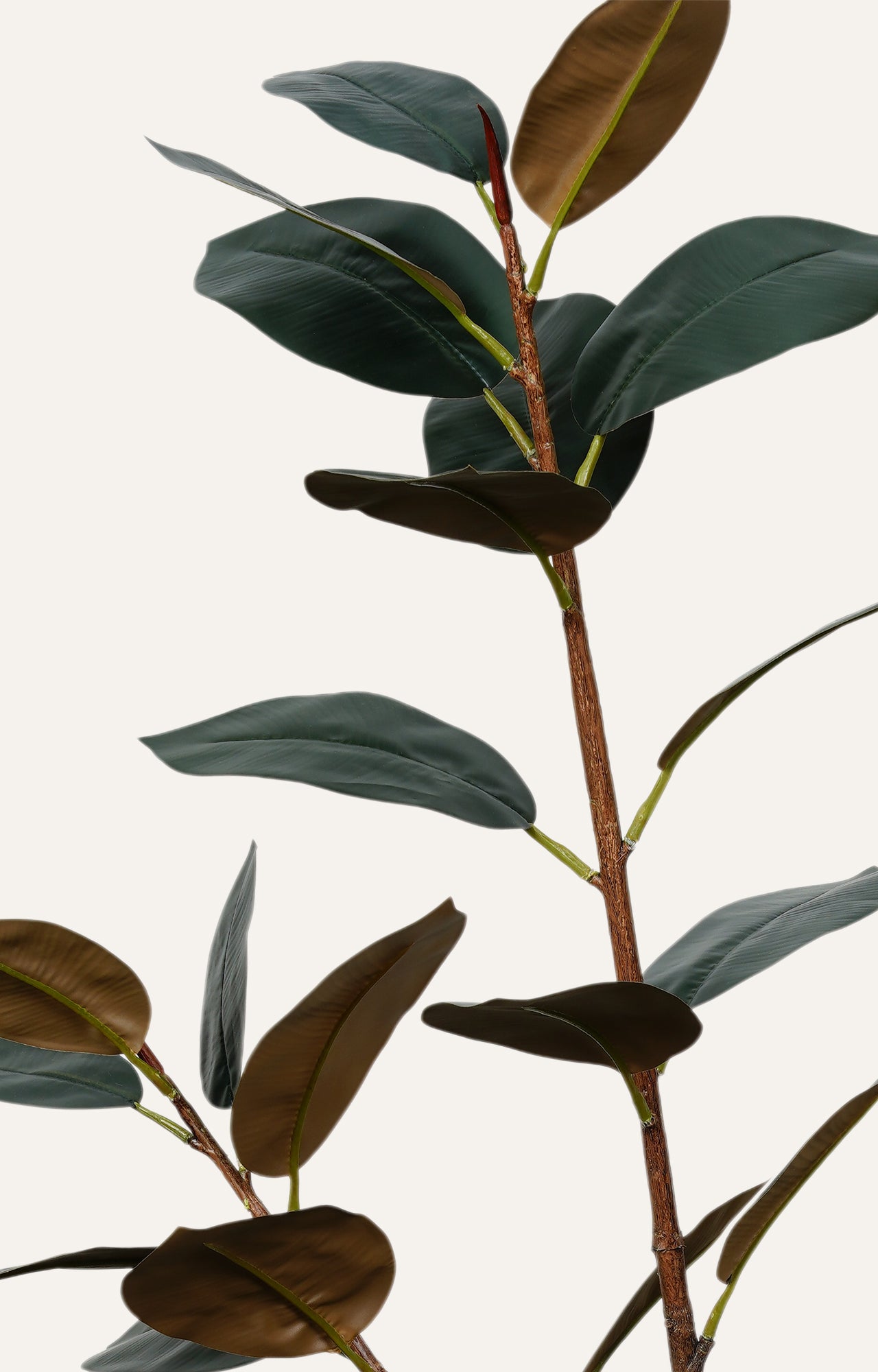 Decorative Rubber Plant