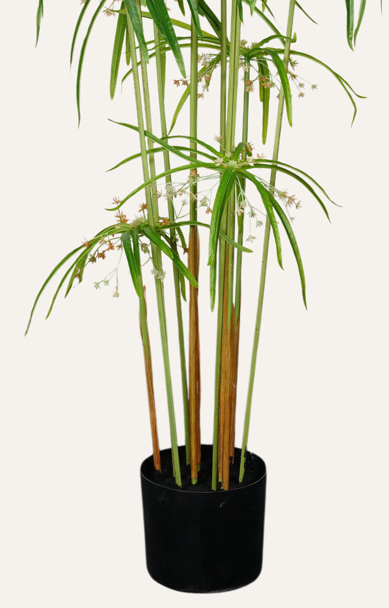 Decorative Umbrella Papyrus Plant