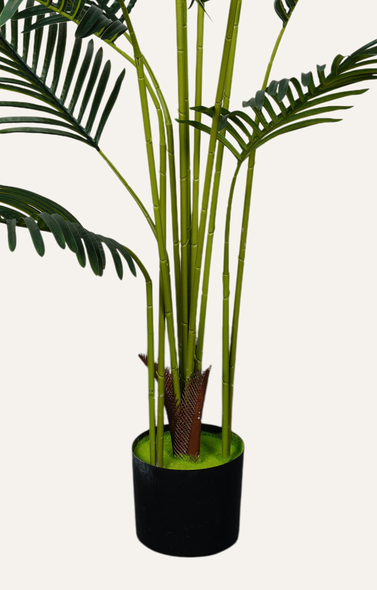 Decorative Areca Palm Plant