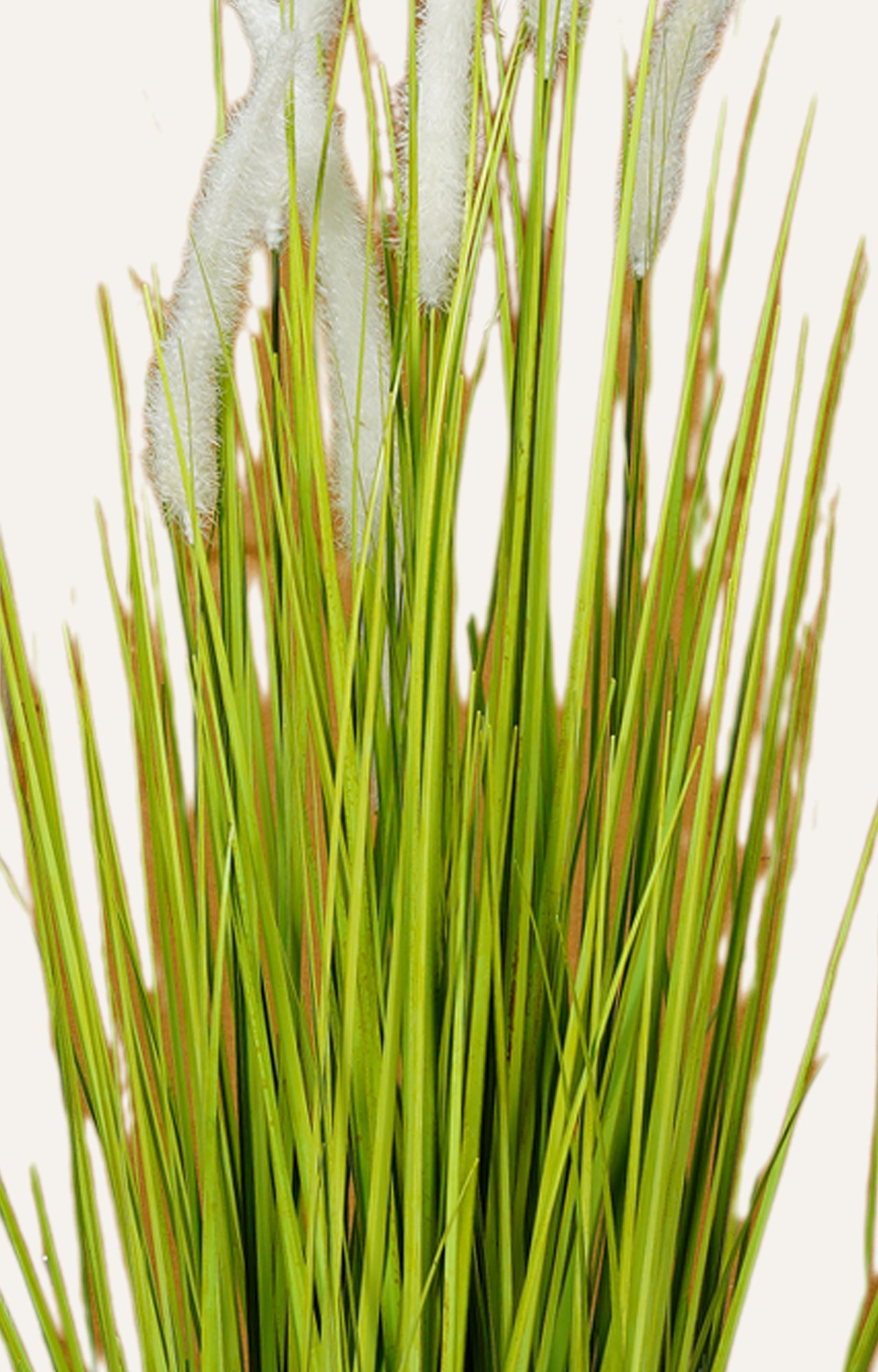 Decorative Fountain Grass Plant