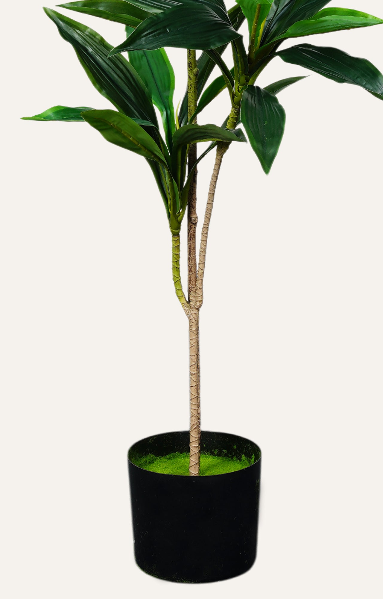Decorative Dracaena Corn Plant