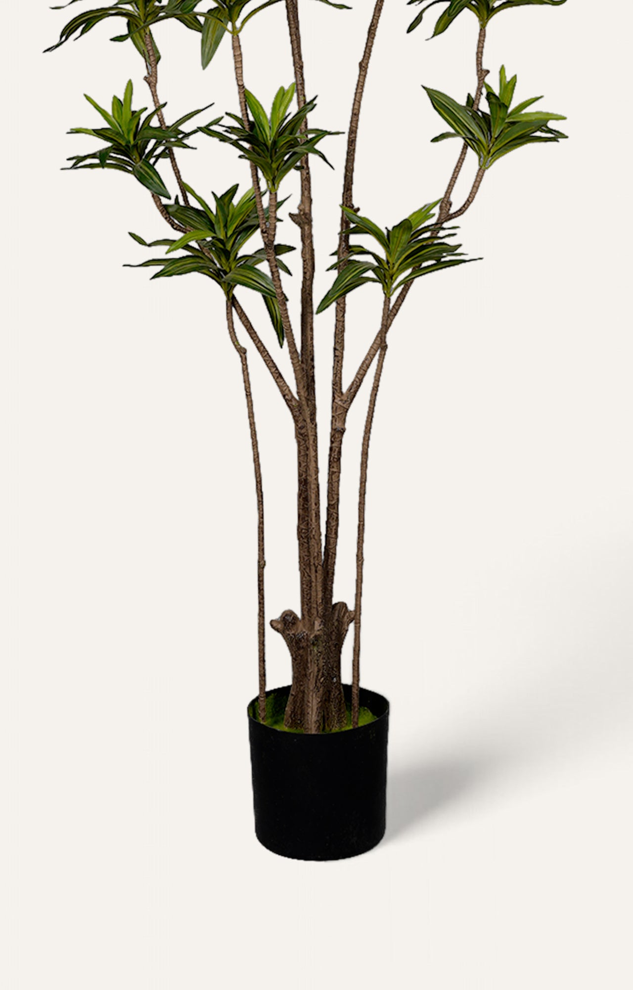 Decorative Ming Aralia Plant