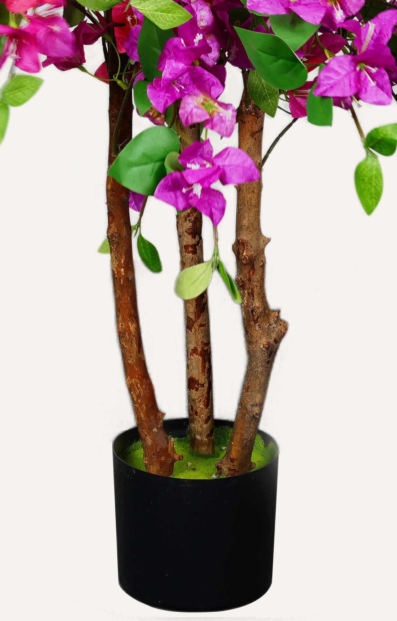 Decorative Pink Bougainvillea Plant