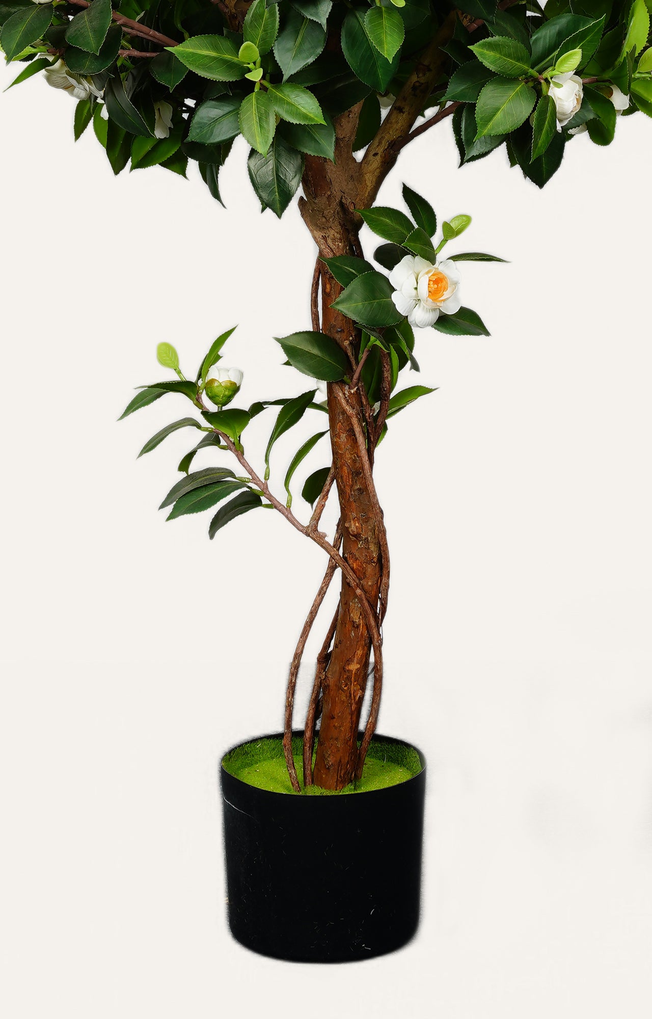 Camellia Topiary