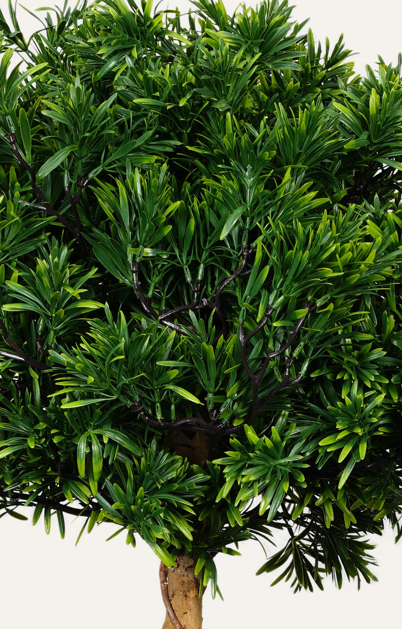 Podocarpus Spiral Topiary