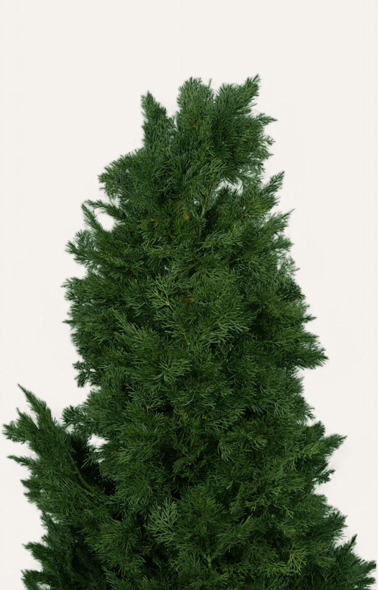 Cypress Topiary Tree