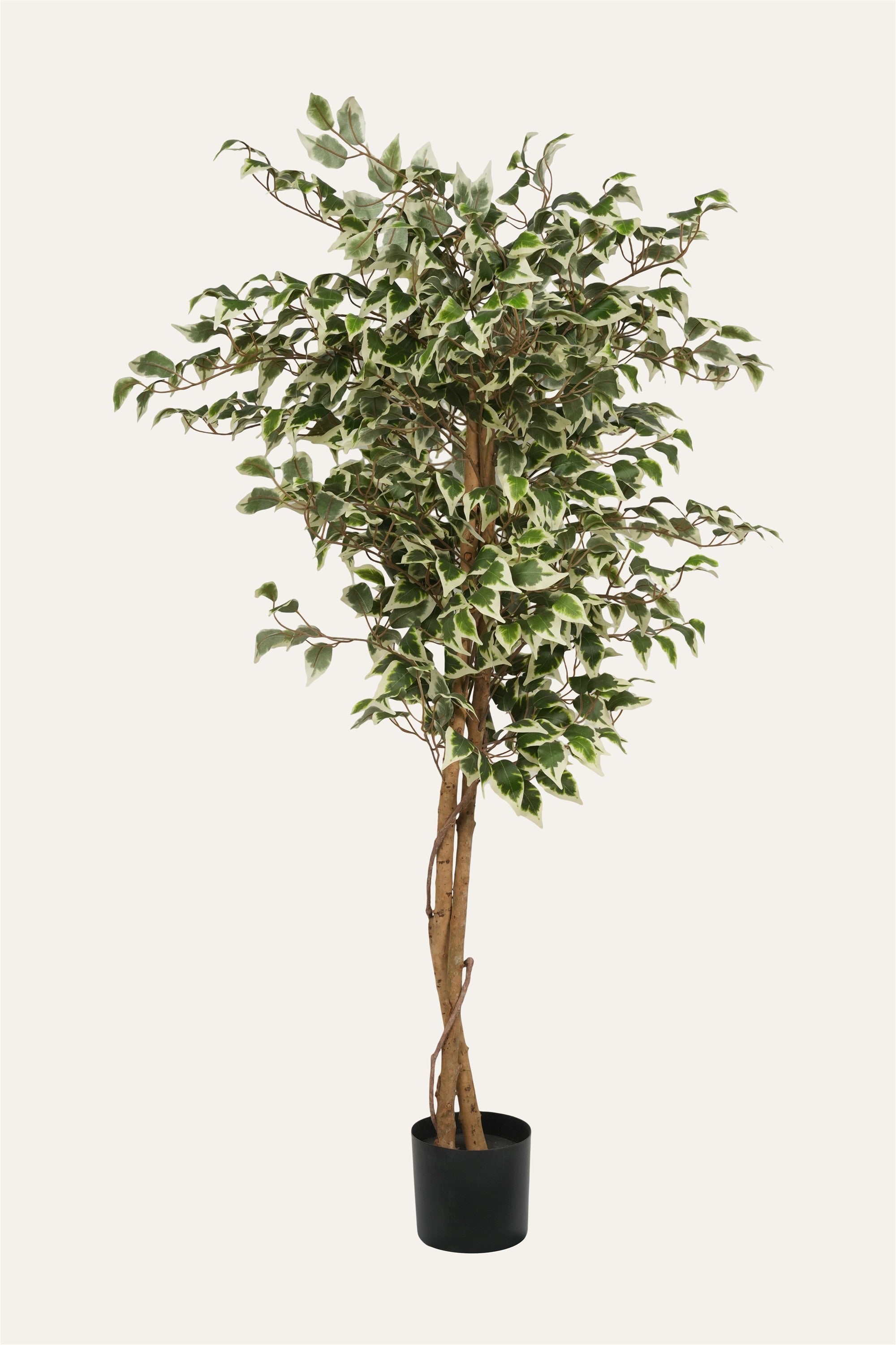 Variegated Ficus Plant artificial tree
