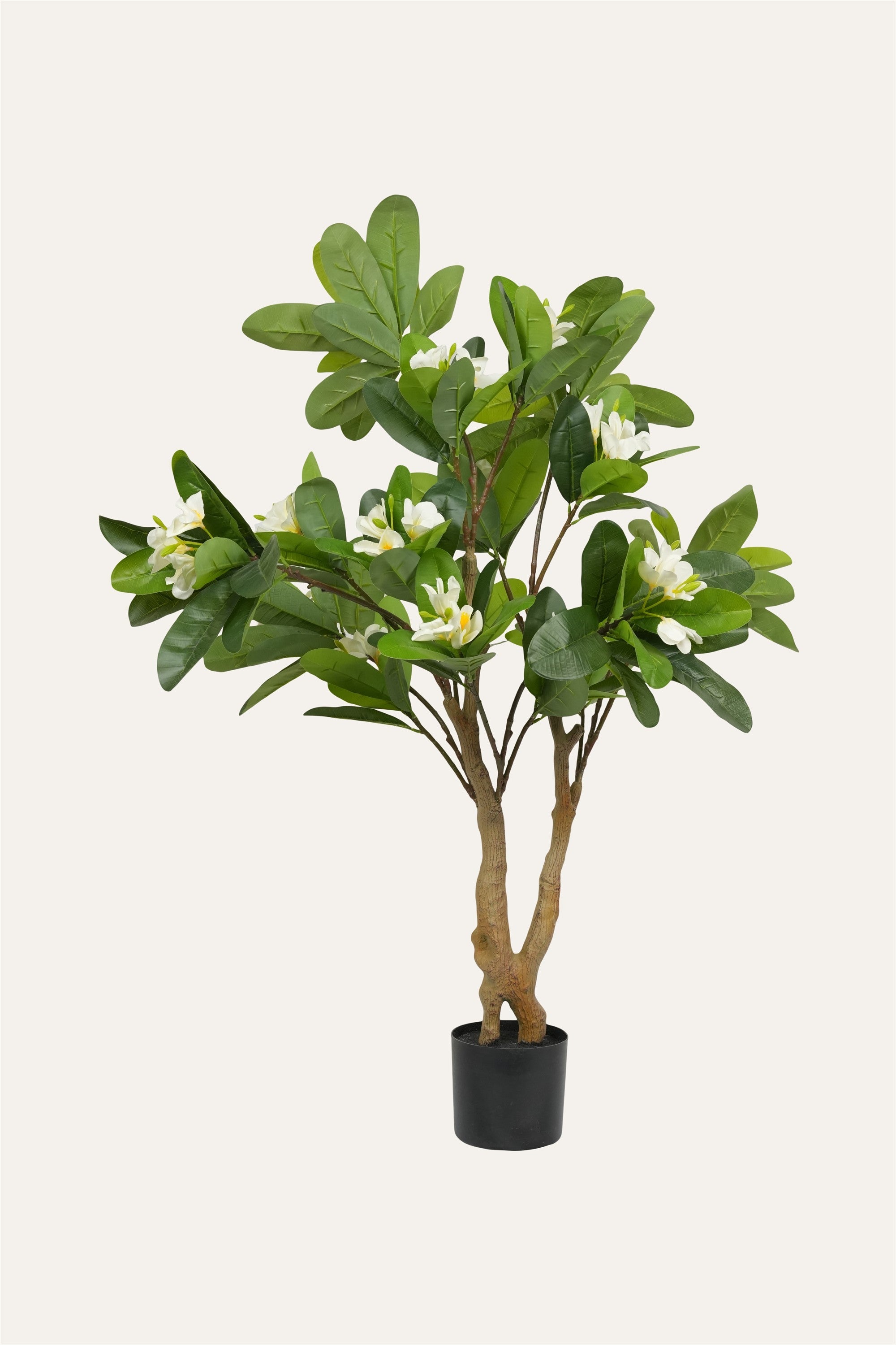 Zen Temple Champa Tree