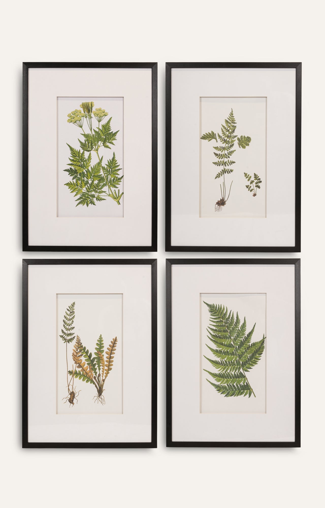 Botanical Fern Study – Set of 4