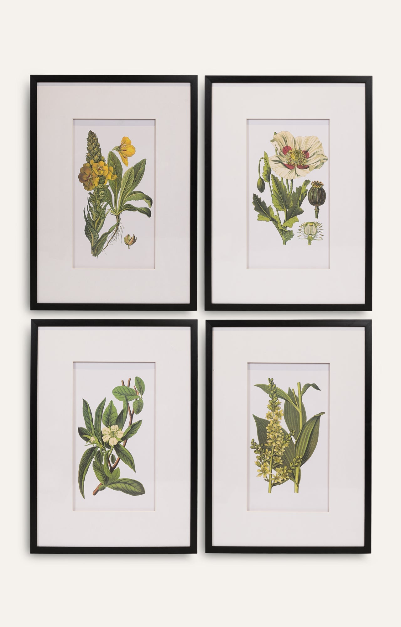 Botanical Wall Art - Set Of 4