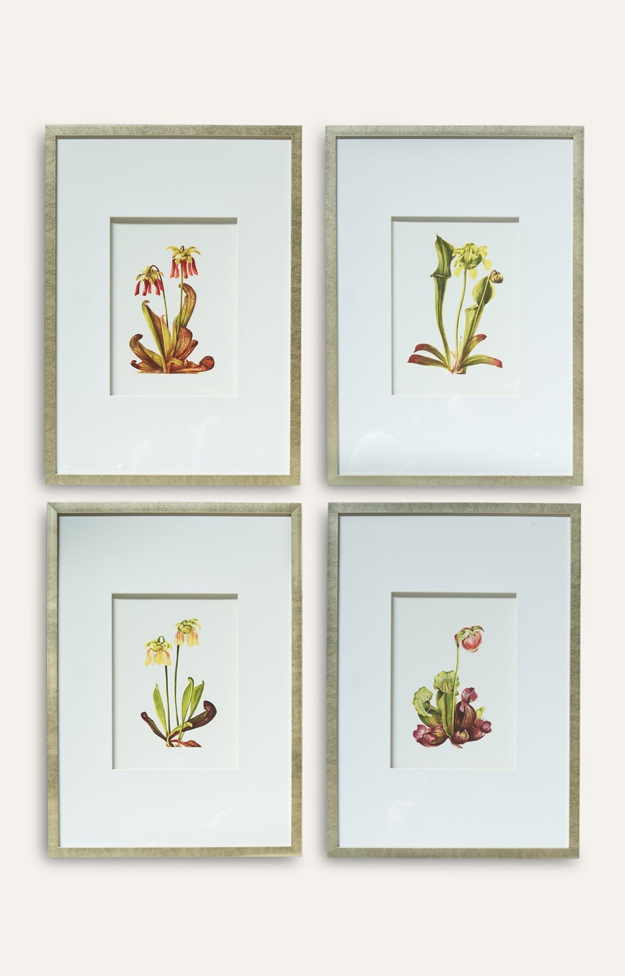 Pitcher Plant Botanical Prints - Set Of 4