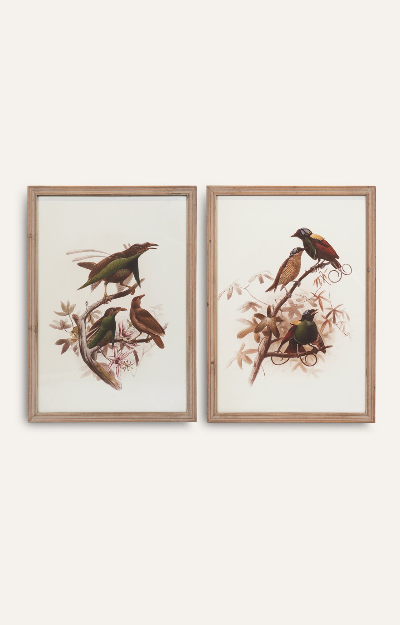Bird Illustration Wall Art - Set Of 2