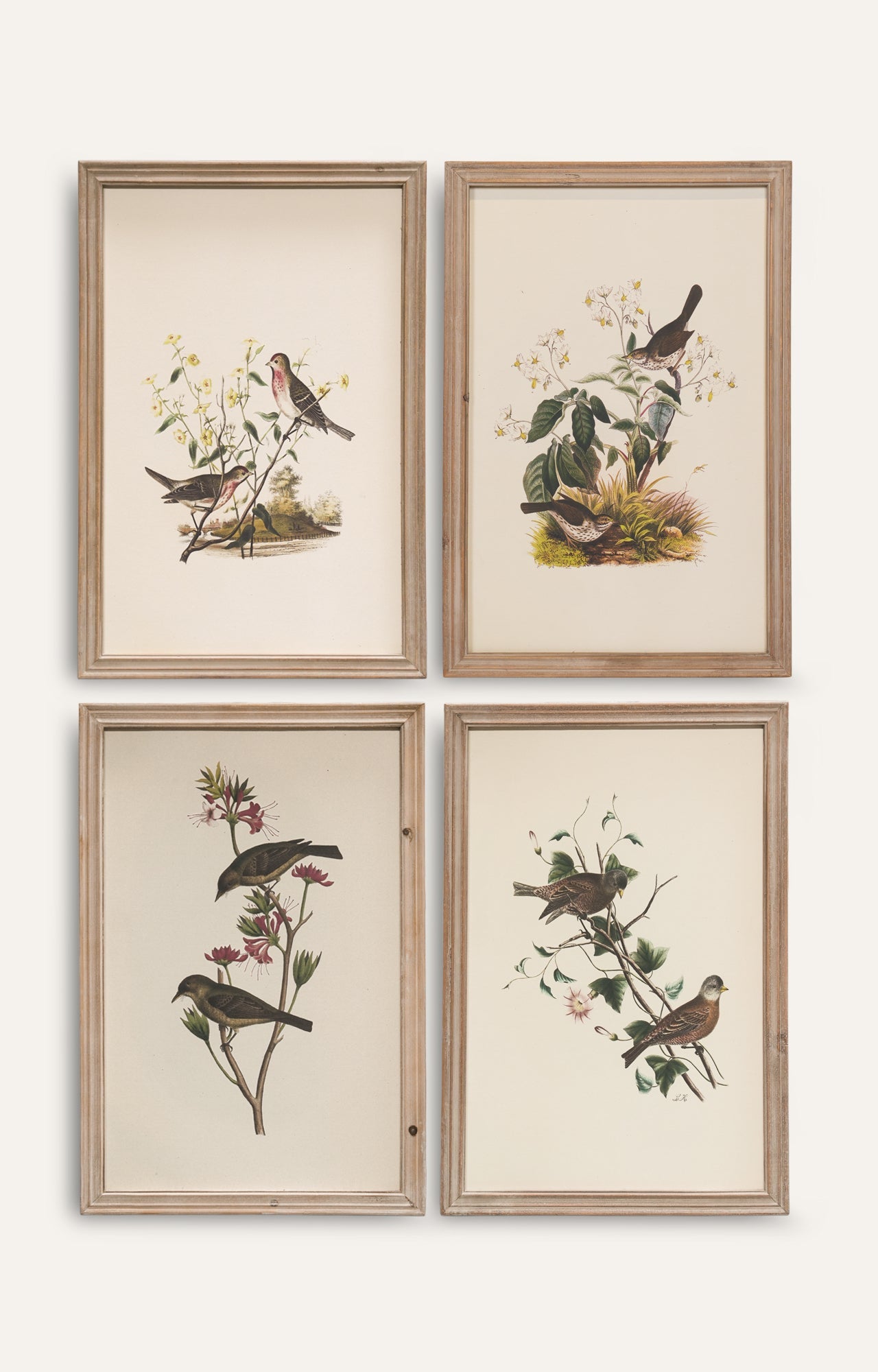 Classic Songbird Wall Art - Set Of 4