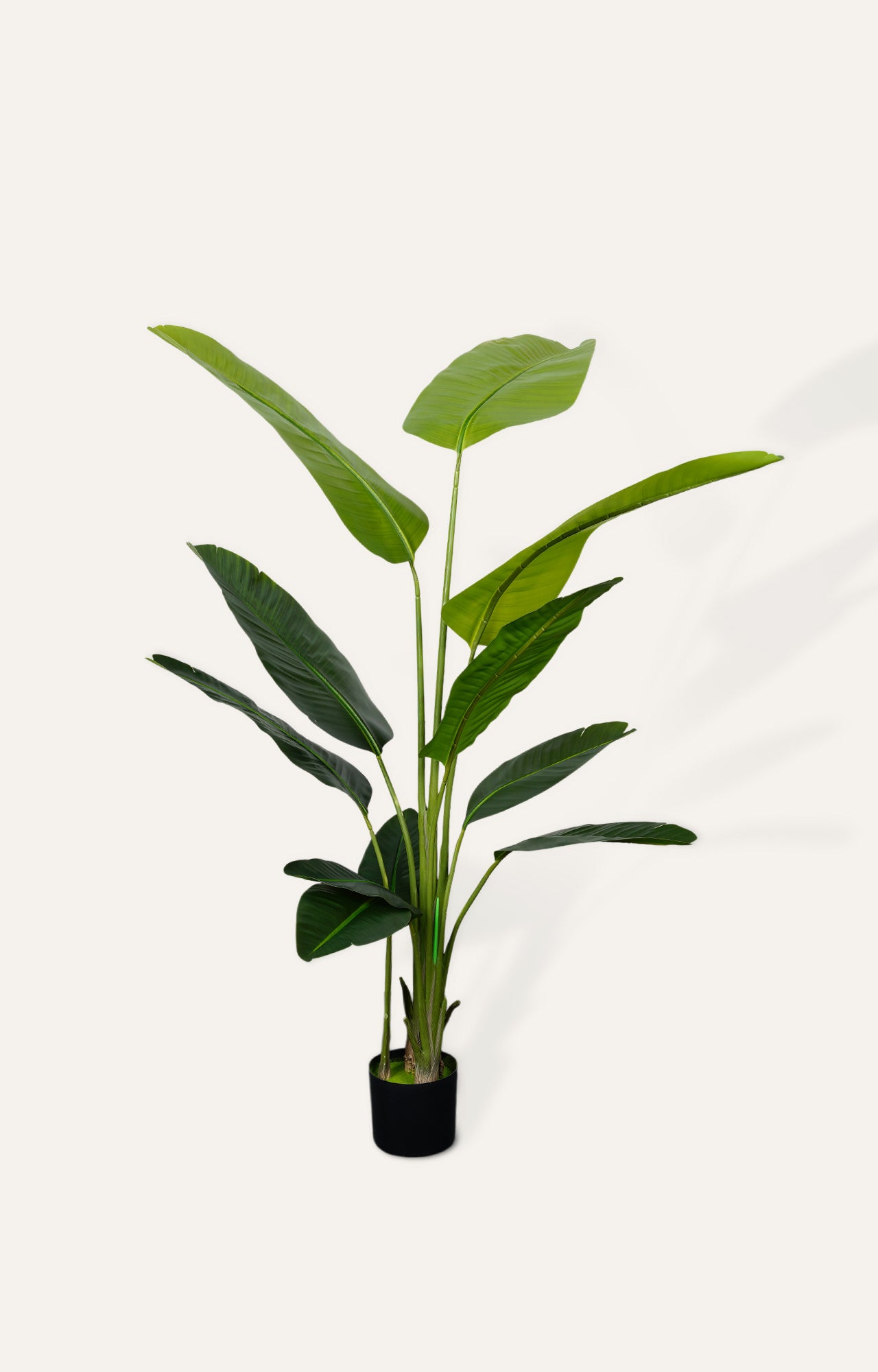 Traveler's Palm Tree - Green