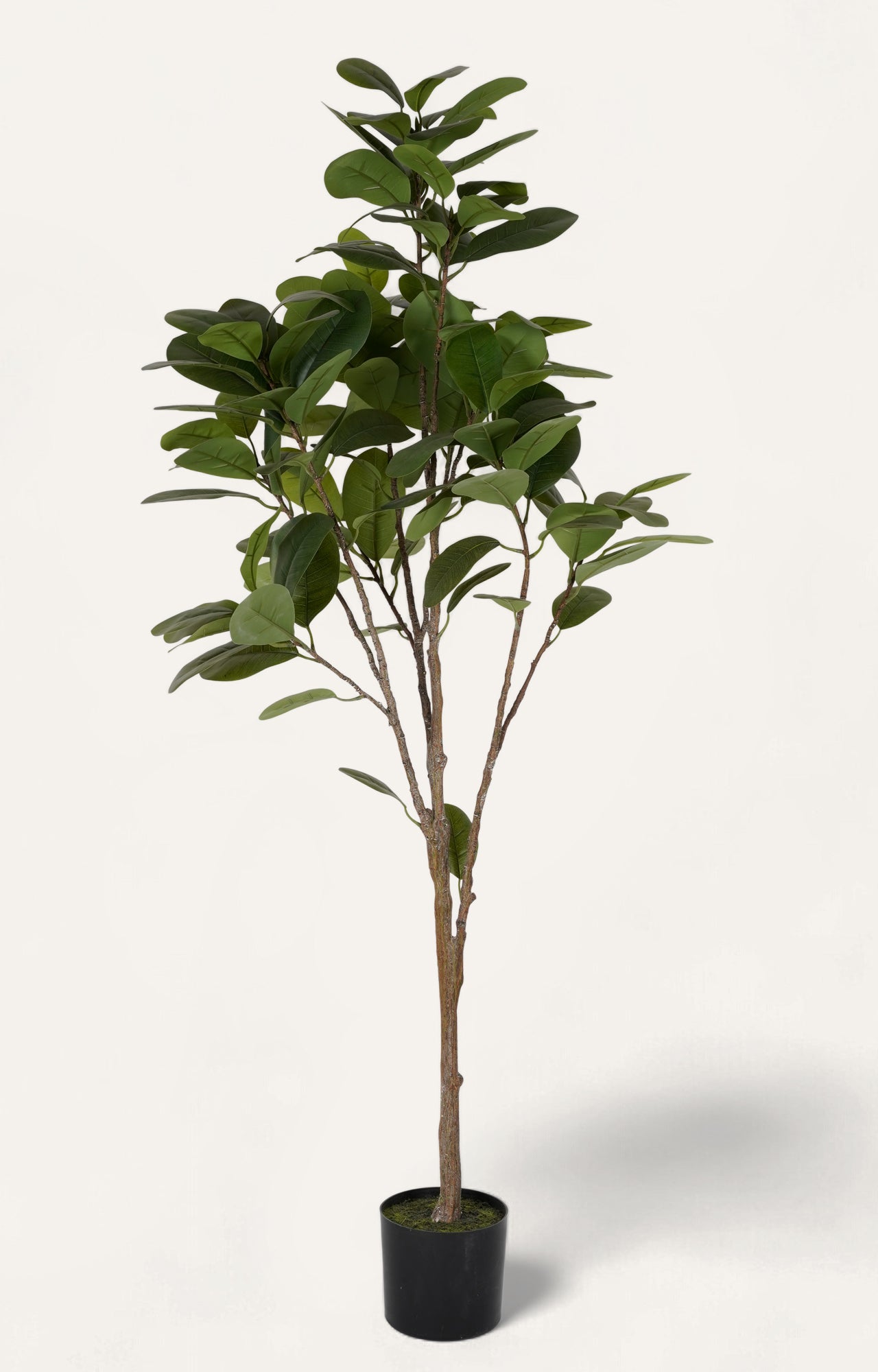 Artificial Green Ficus Tree - 6 Feet