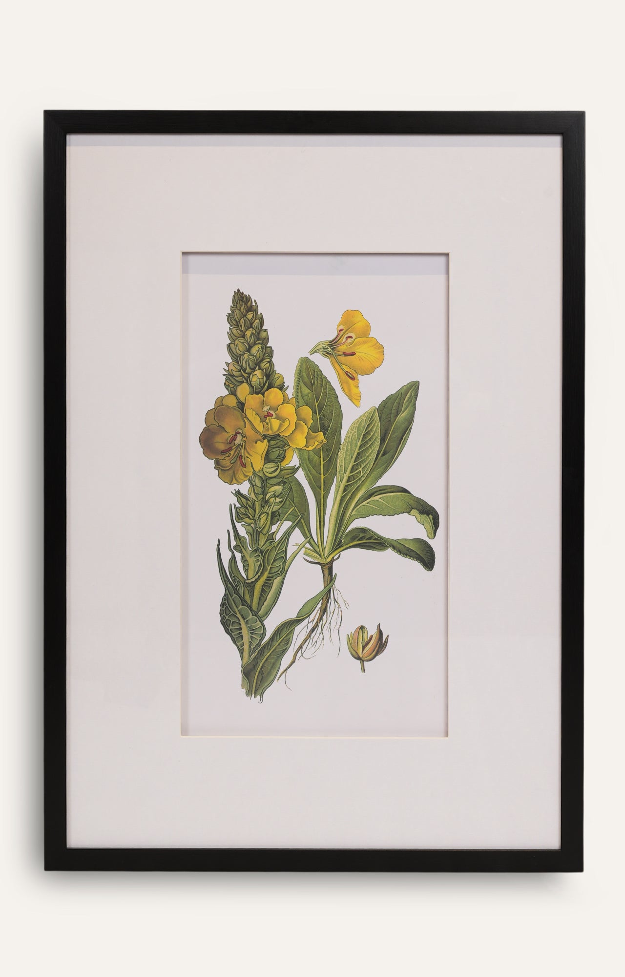 Botanical Wall Art - Set Of 4