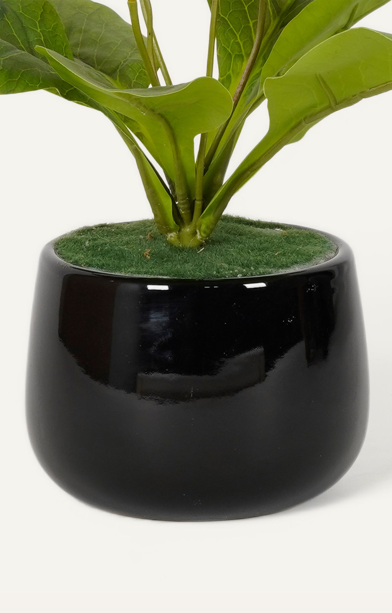 Minimalist Black Ceramic gloss finish Vase with Pampas Grass