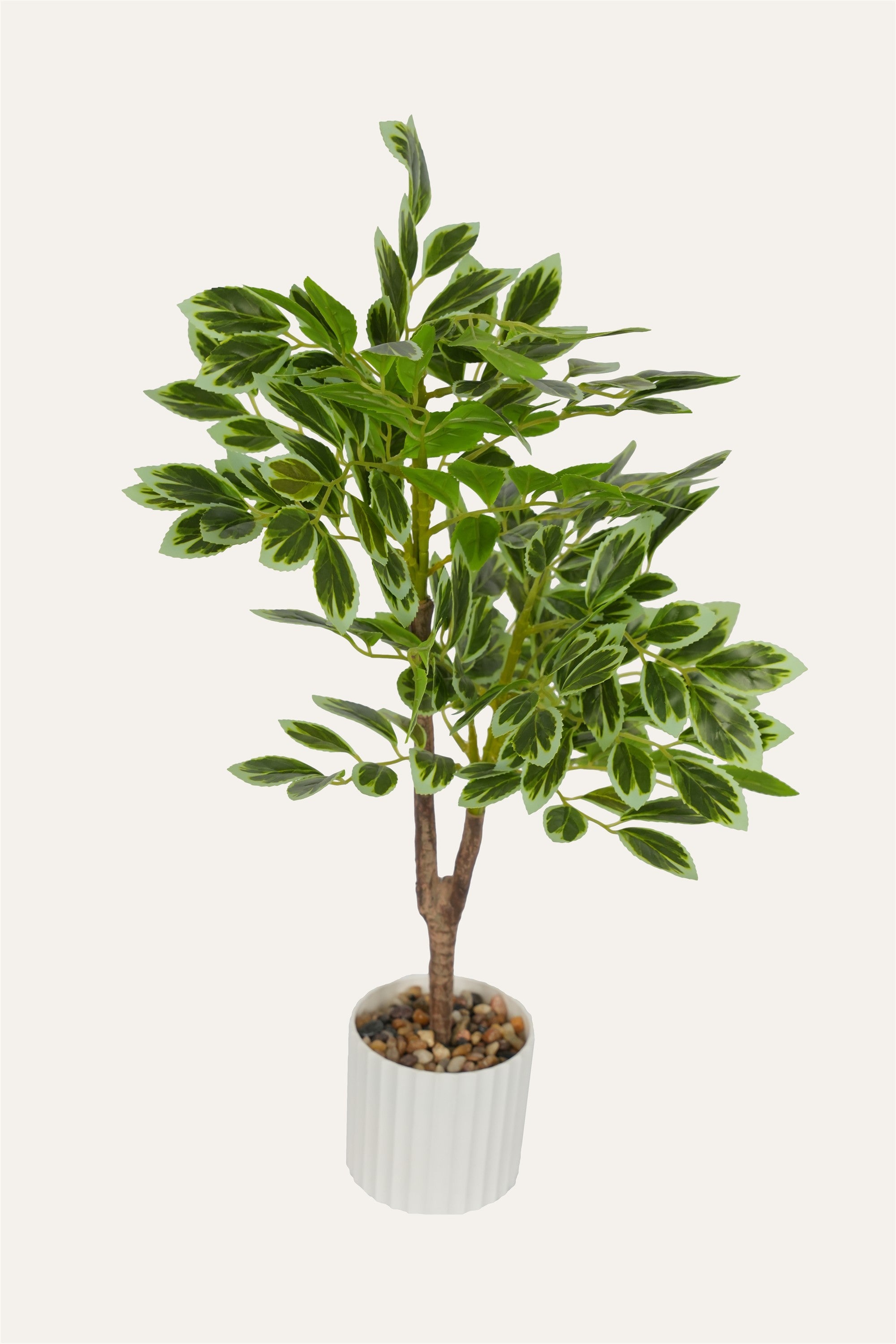 Ficus Twin-Stem Plant