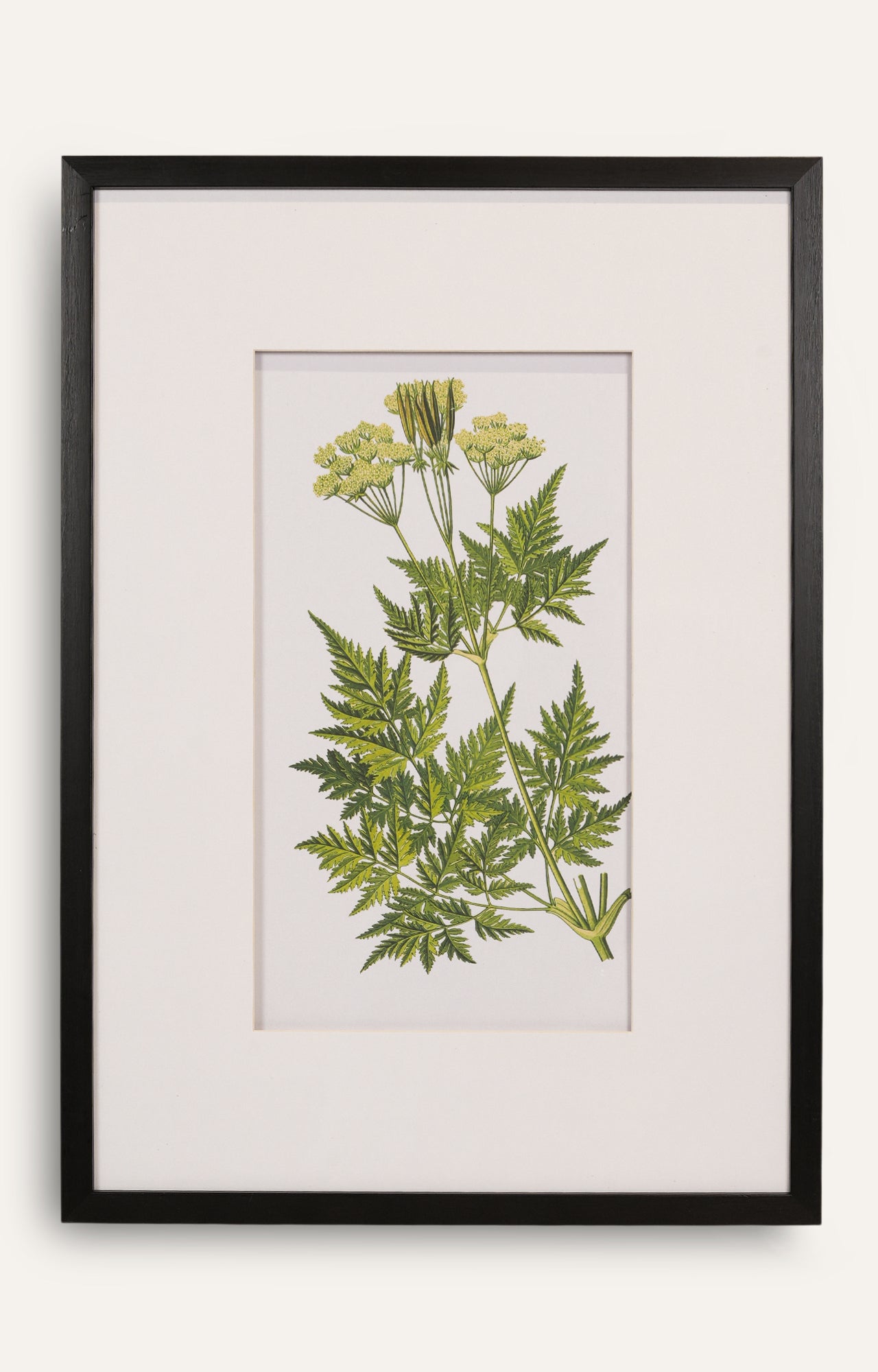 Botanical Fern Study – Set of 4