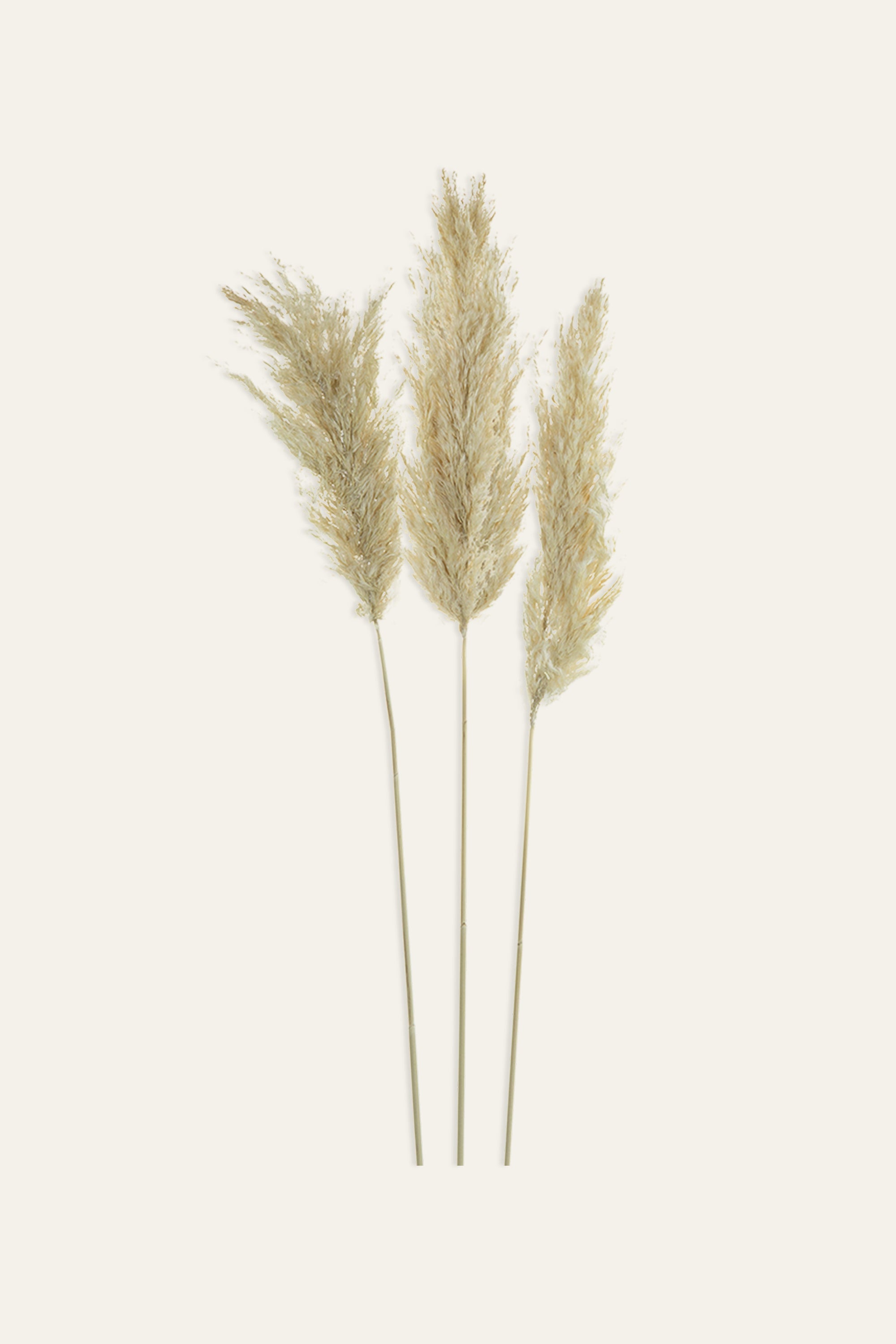 Dried Pampas Grass Stems – Set of 3 Decorative Plumes