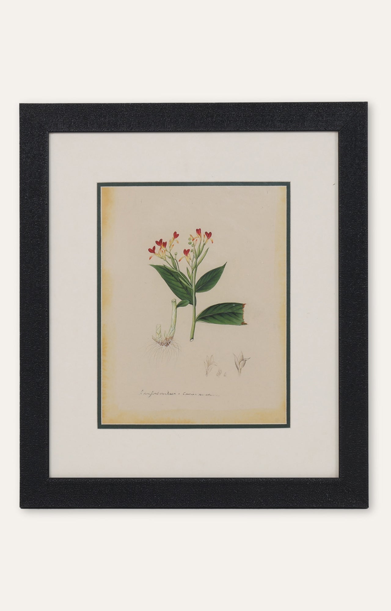 La Mignonette Miniature Painting