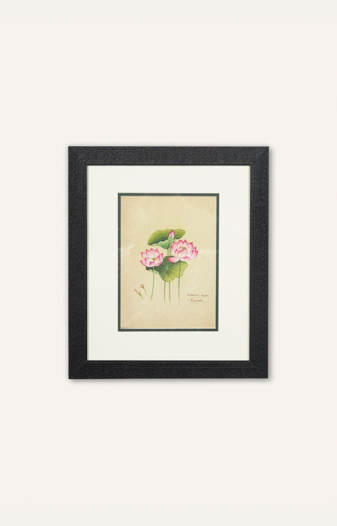 Delicate Pink Lotus Flowers handpainted with water color