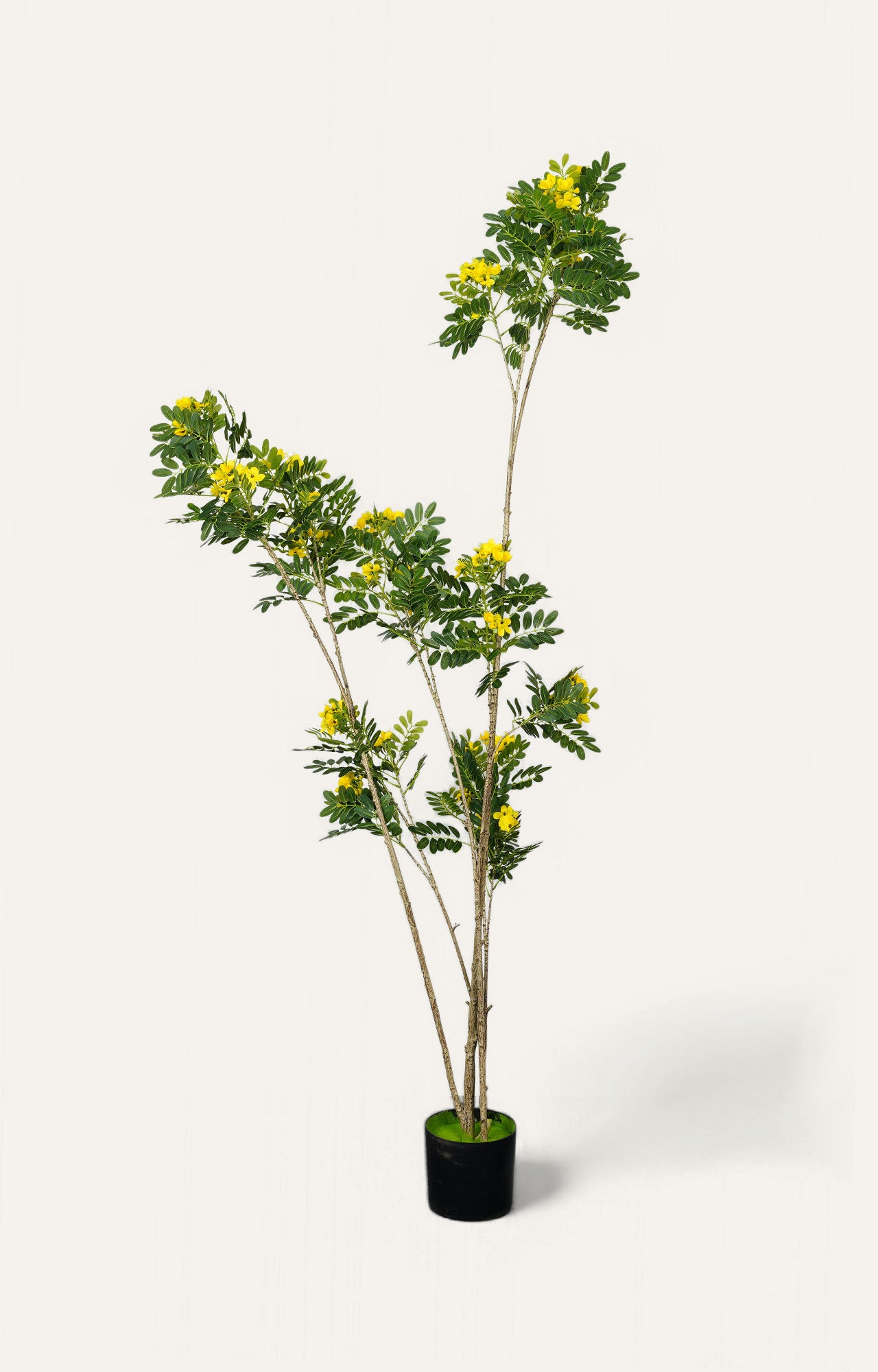 Cassia Bloom Tree Planter - Yellow