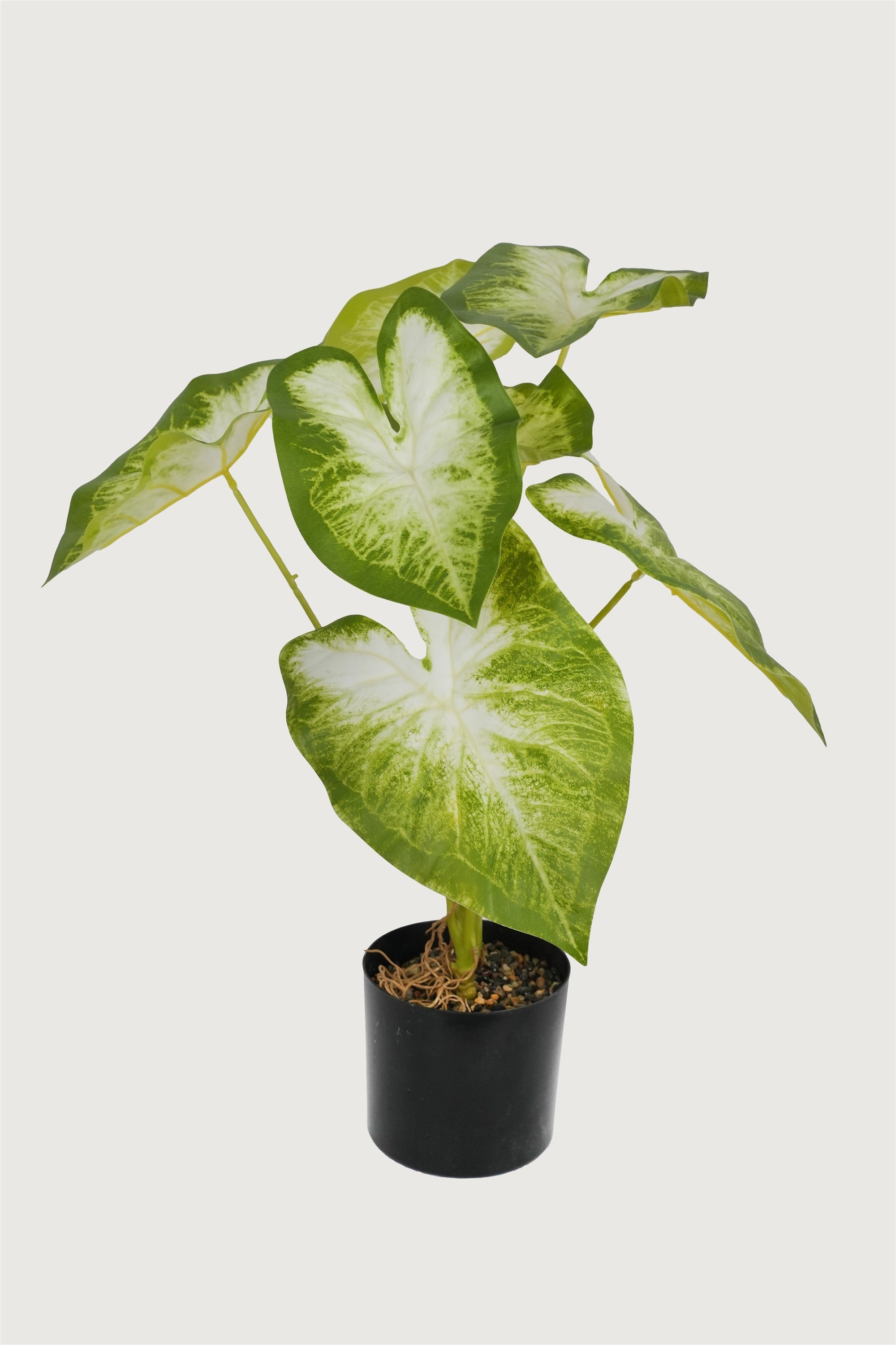 Caladium Plant in Black Pot
