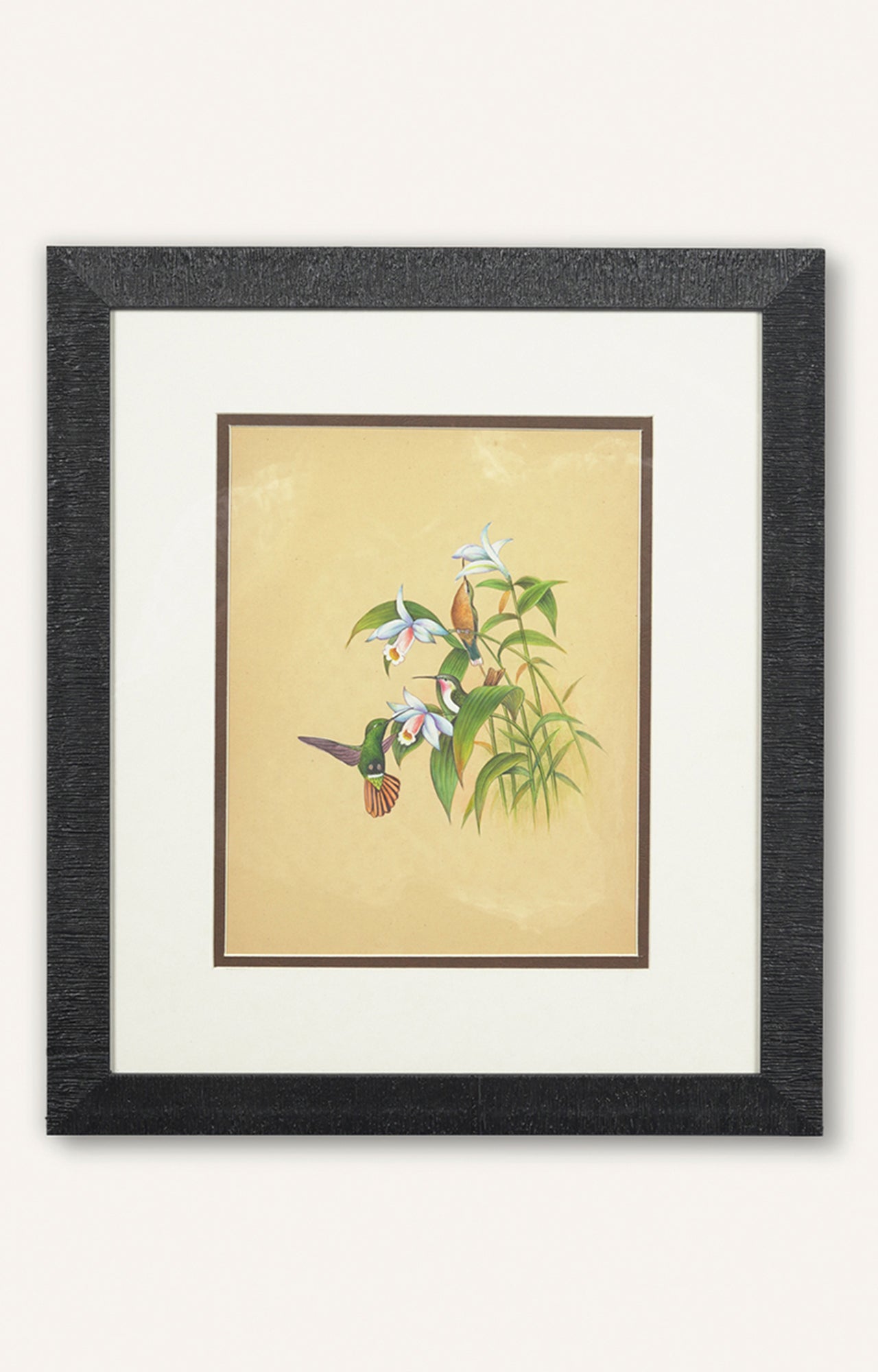 Hummingbird on White Hibiscus Miniature Painting