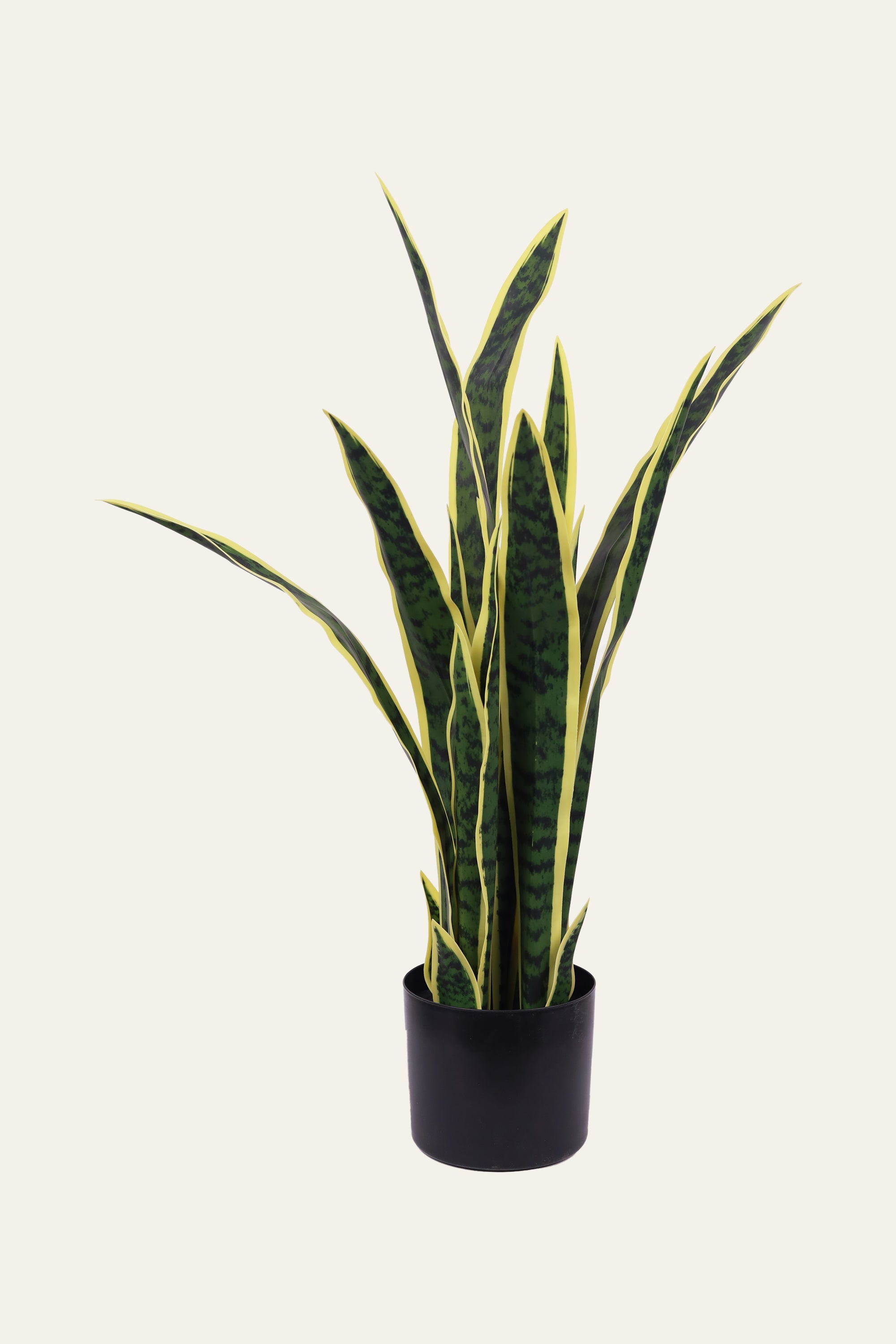 Snake Plant with Yellow Edge Leaves