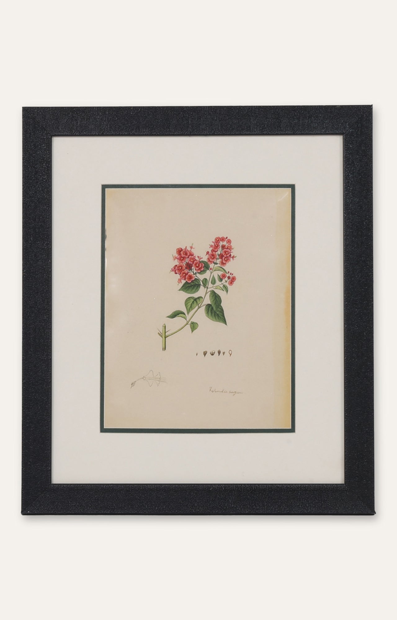 Bouvardia Vintage Botanical Miniature Painting