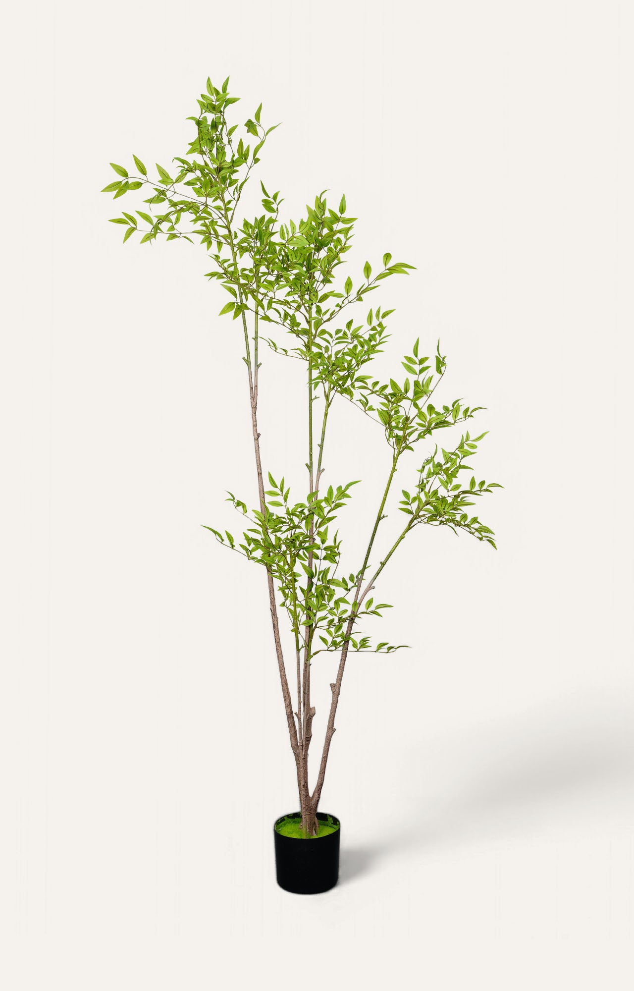 Japanese Pieris Planter - Green
