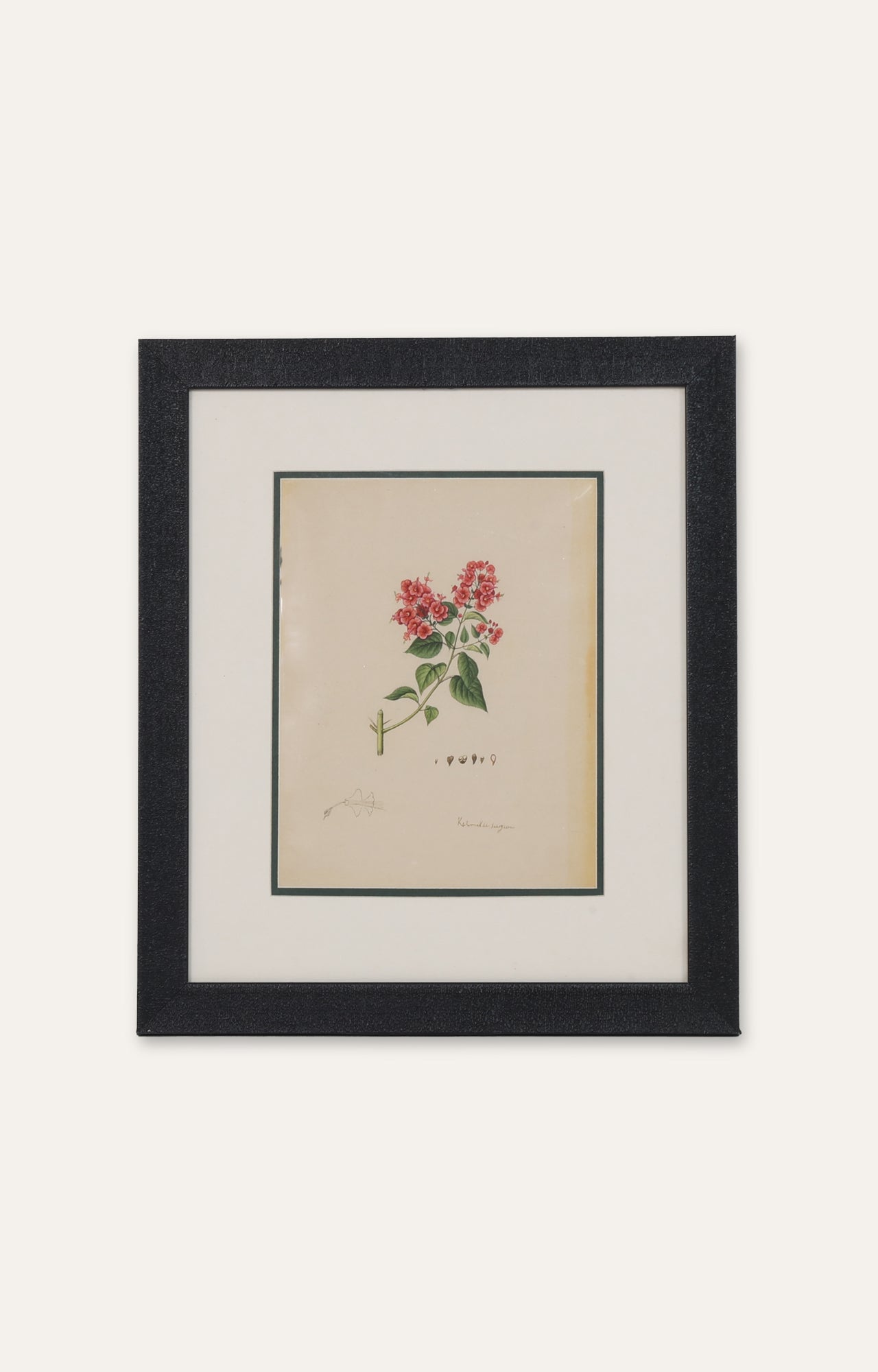 Bouvardia , Botanical Art Painting