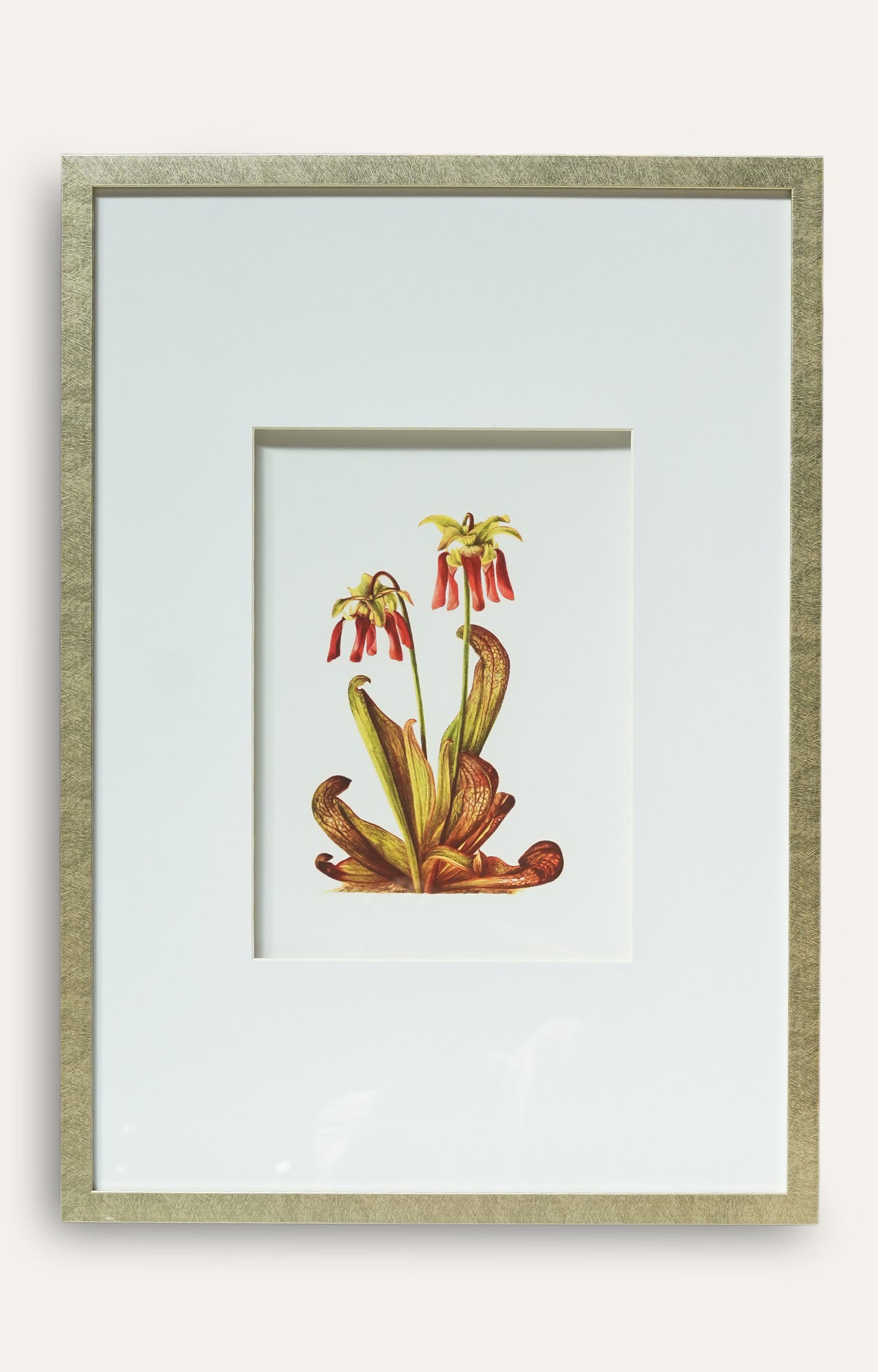 Pitcher Plant Botanical Prints - Set Of 4