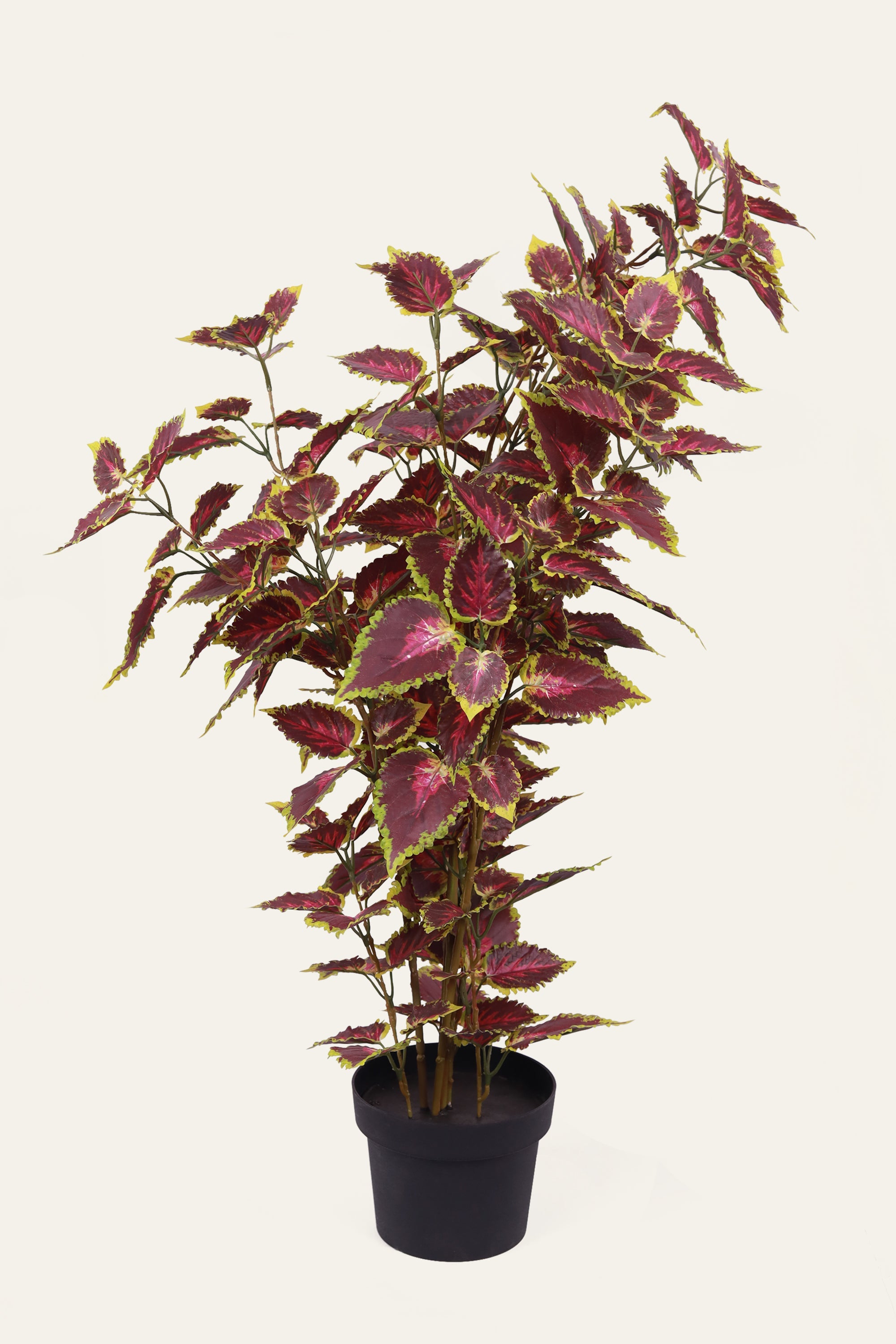 Burgundy Green Coleus Plant