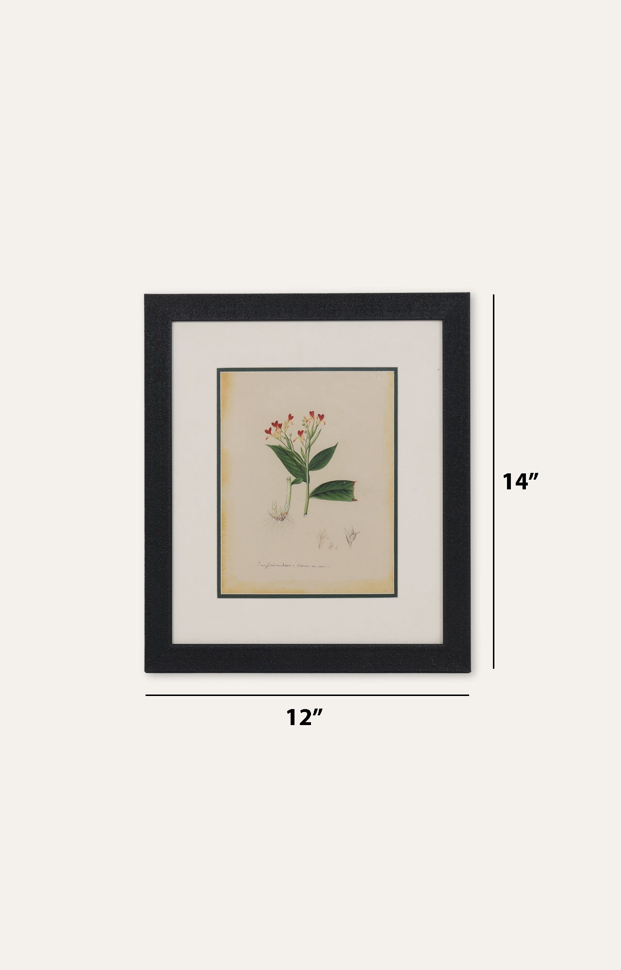 Tropical flowers