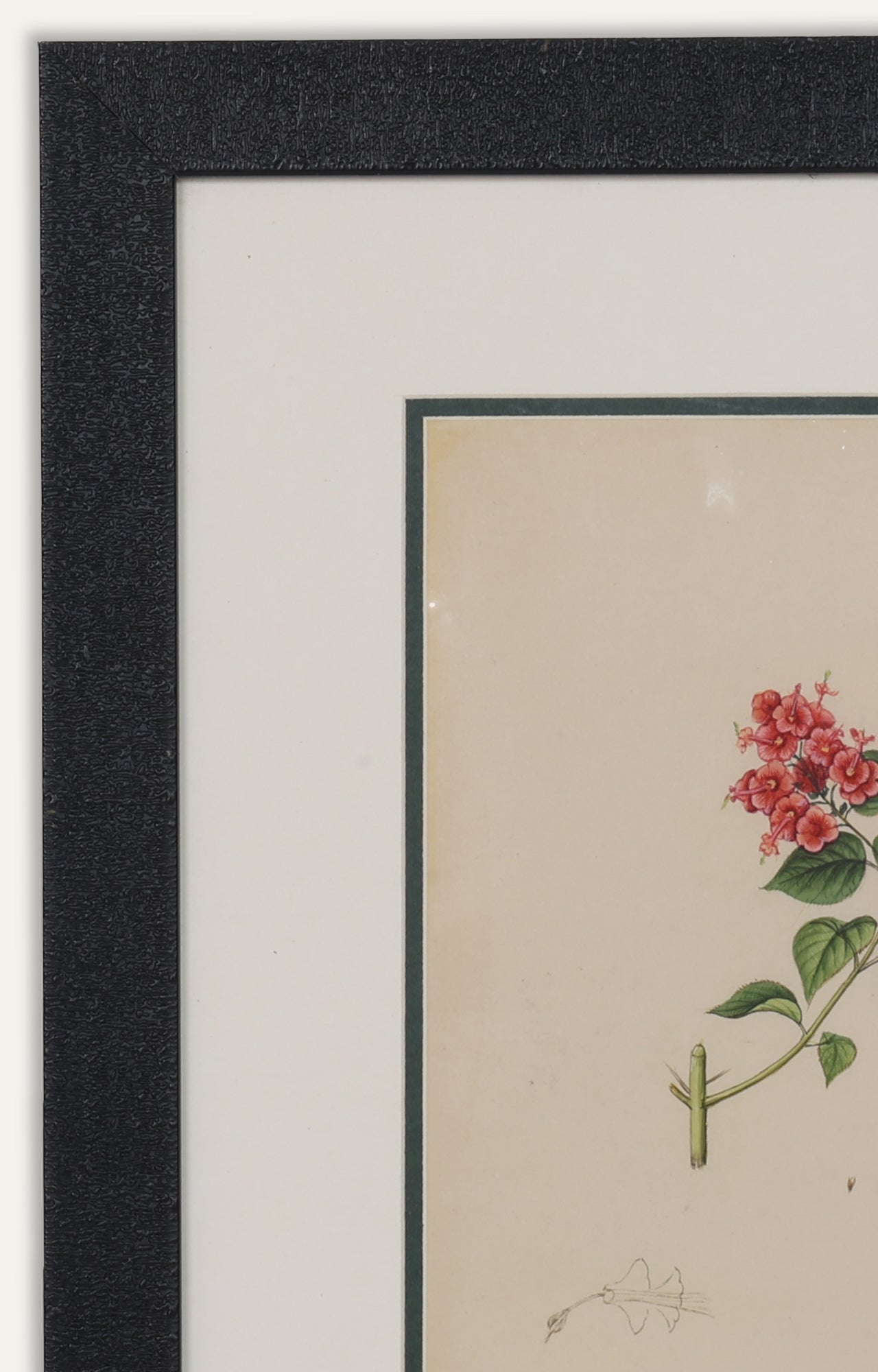 Vintage Botanical Miniature Painting
