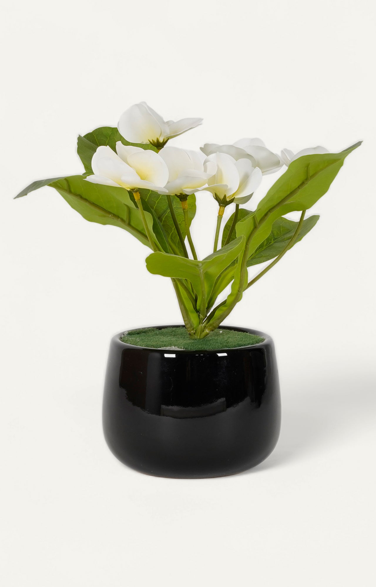 Minimalist Black Ceramic gloss finish Vase with Pampas Grass