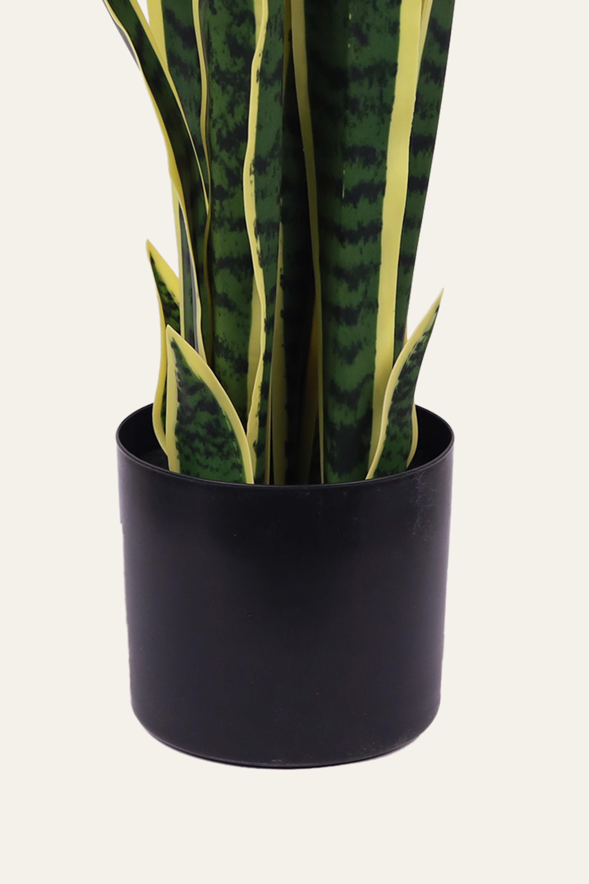 Snake Plant with Yellow Edge Leaves
