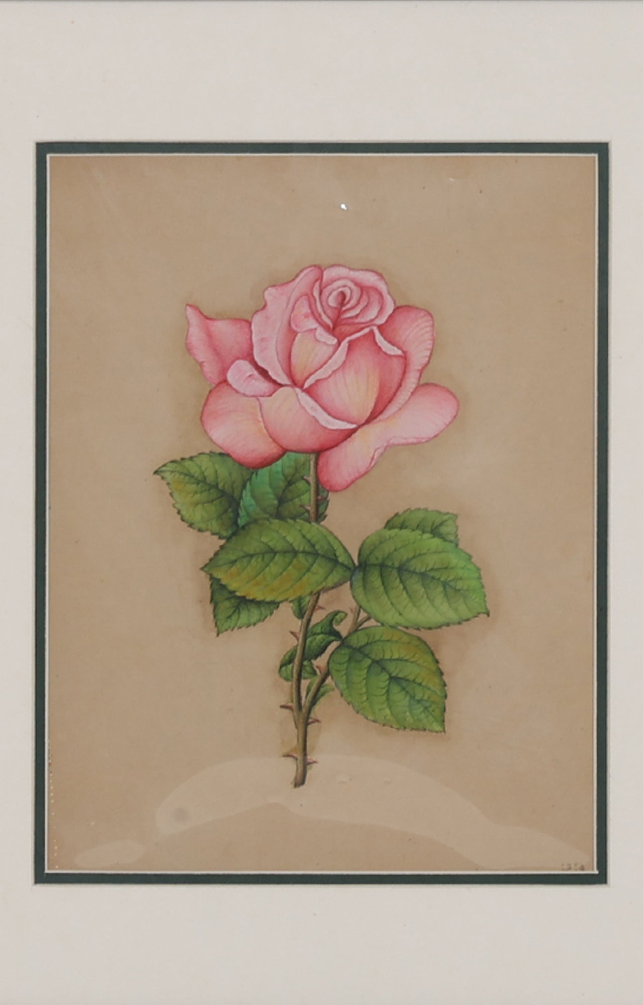 Pink Rose Plant