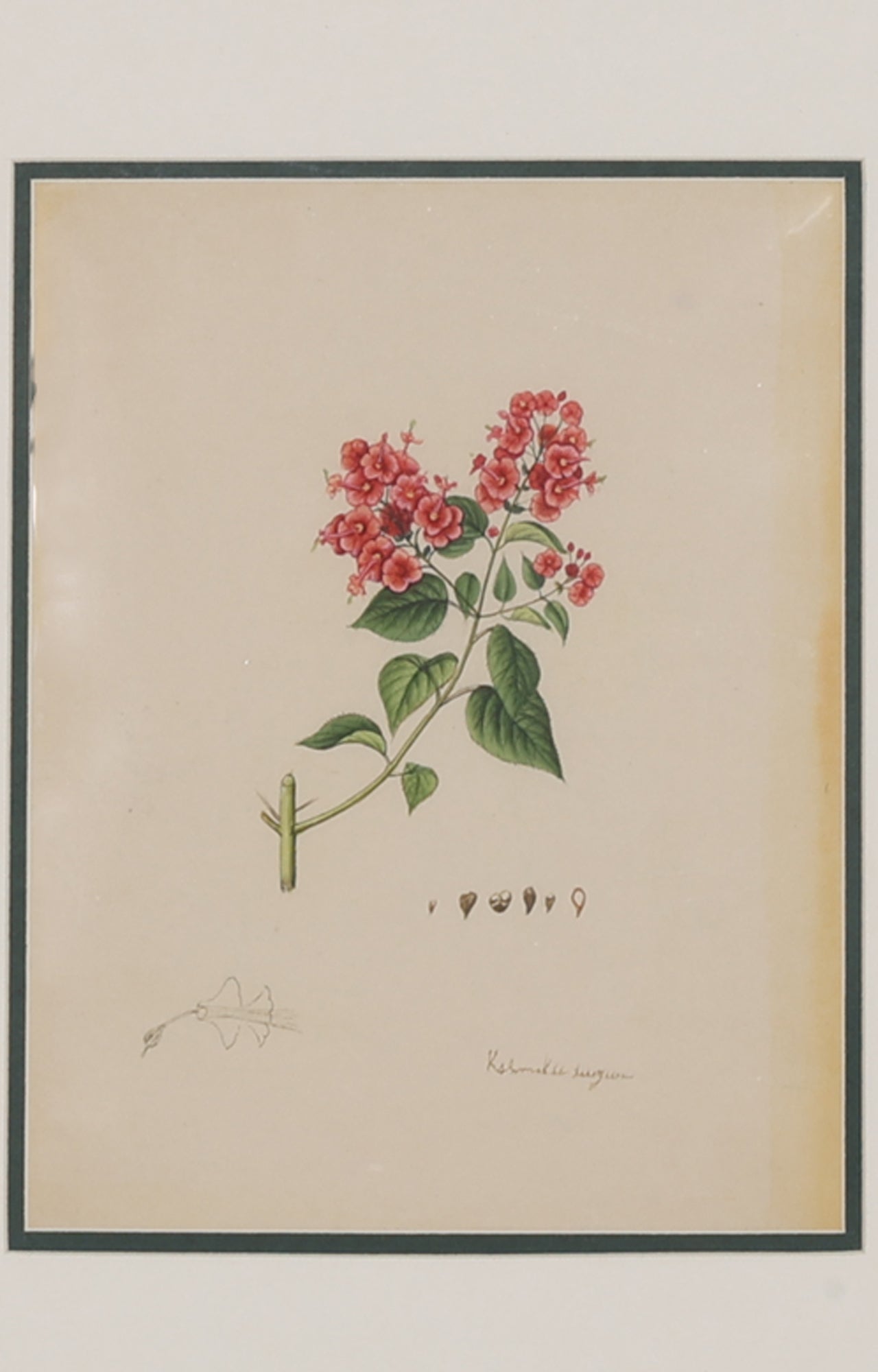 Bouvardia , Botanical Art Painting