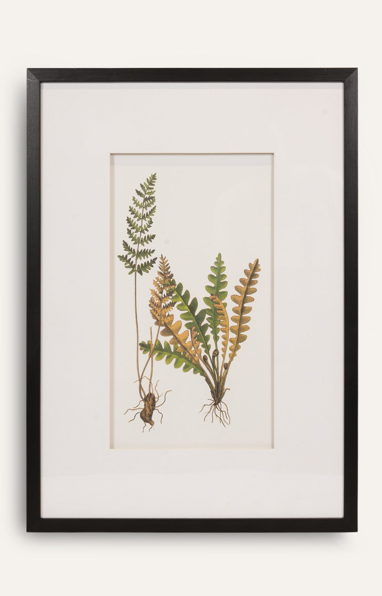 Botanical Fern Study – Set of 4