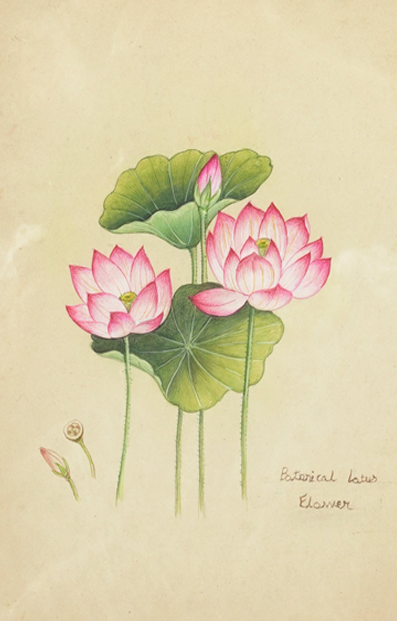 Delicate Pink Lotus Flowers handpainted with water color