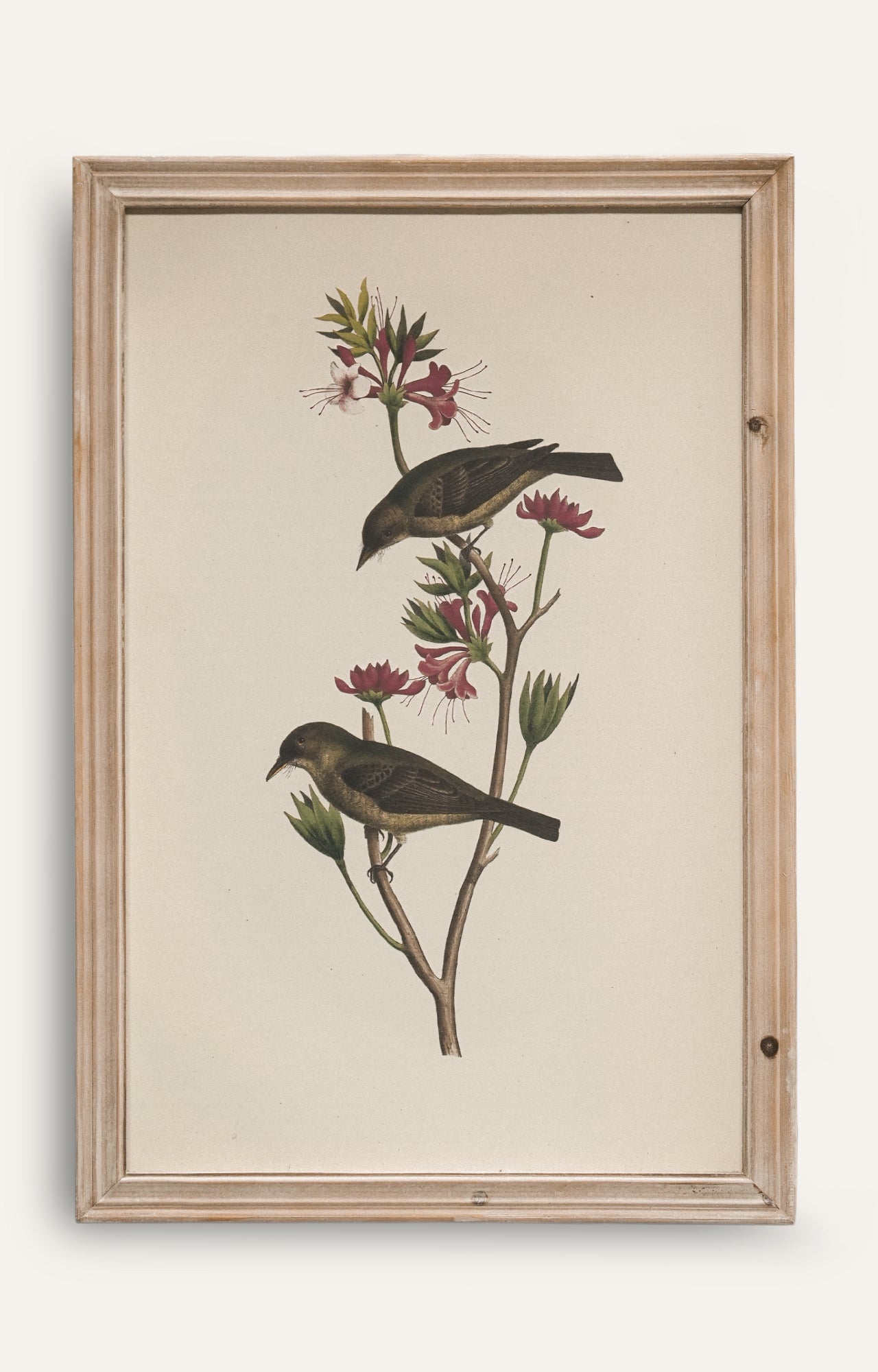 Classic Songbird Wall Art - Set Of 4