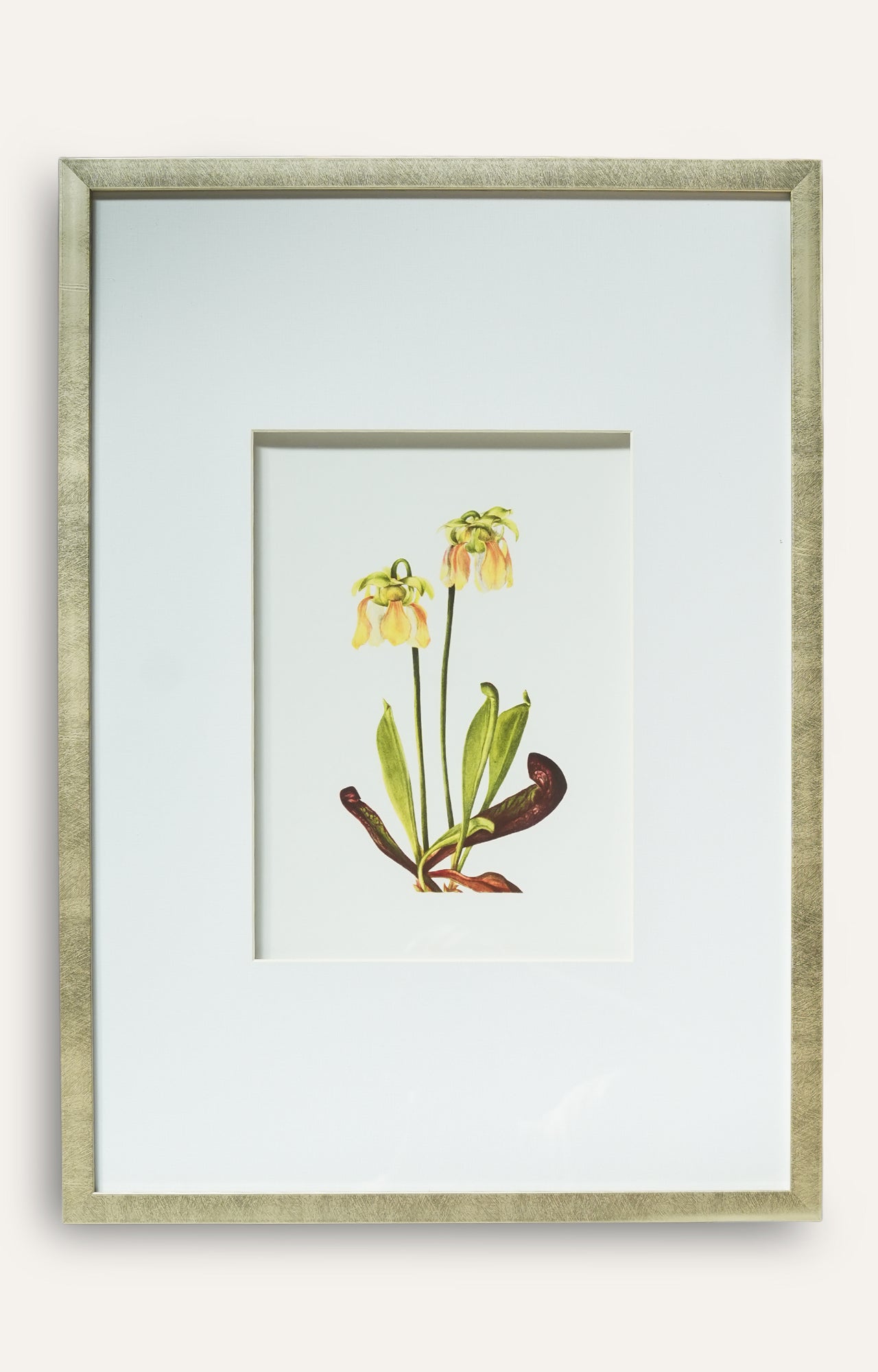 Pitcher Plant Botanical Prints - Set Of 4