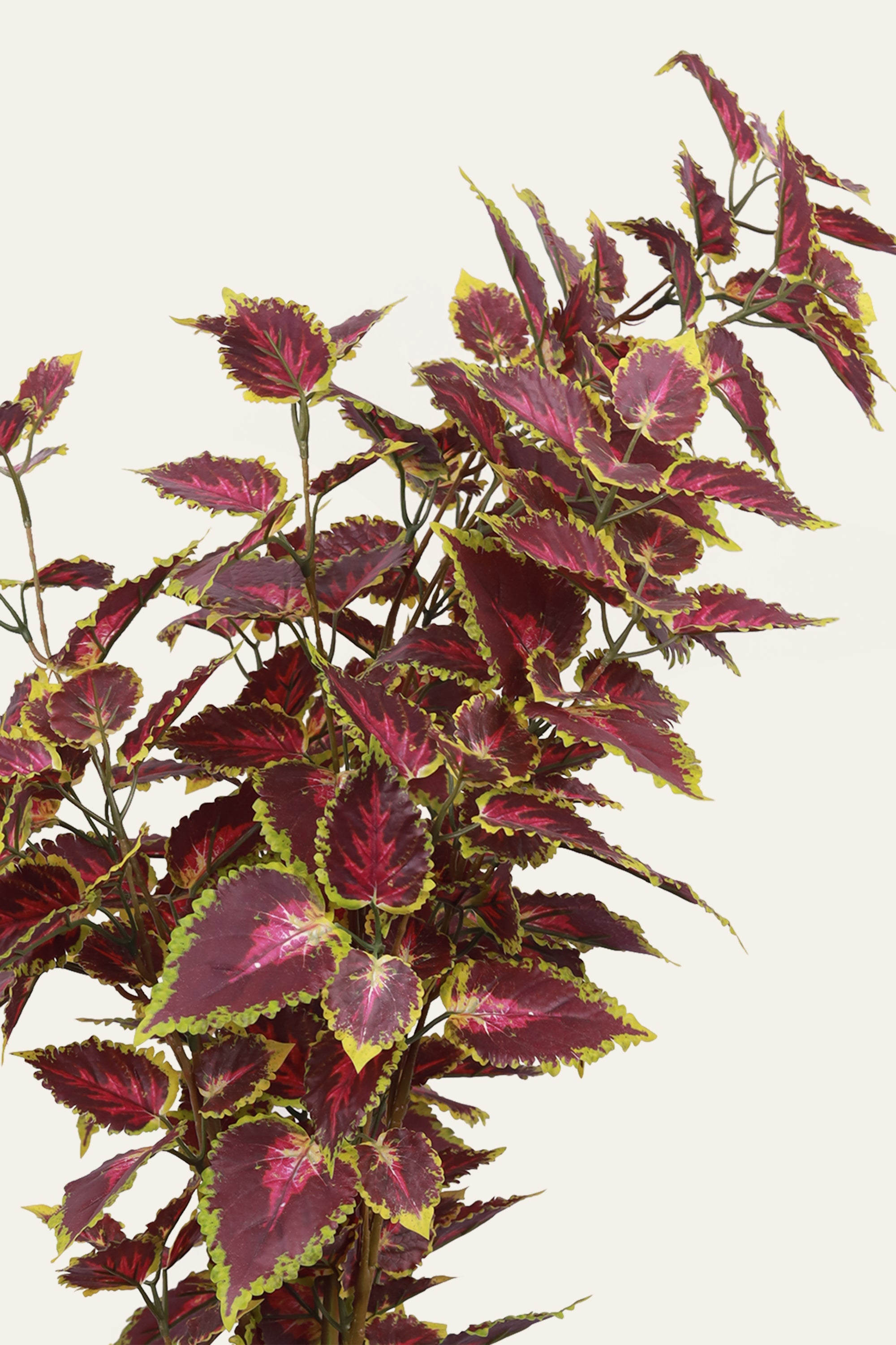 Burgundy Green Coleus Plant
