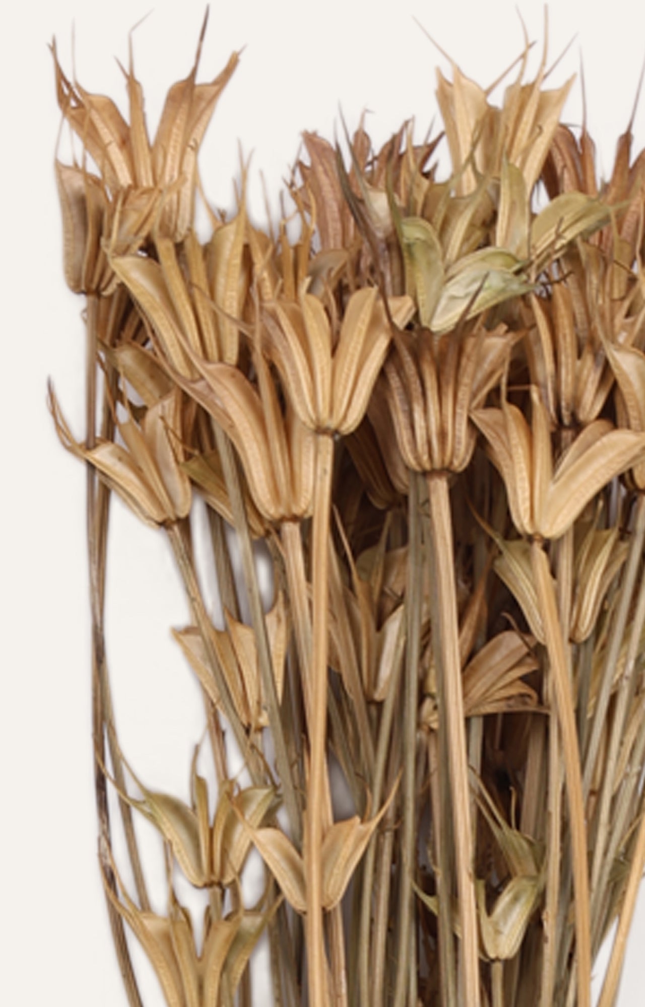 Oneiro Natural Dried Flower Bouquet