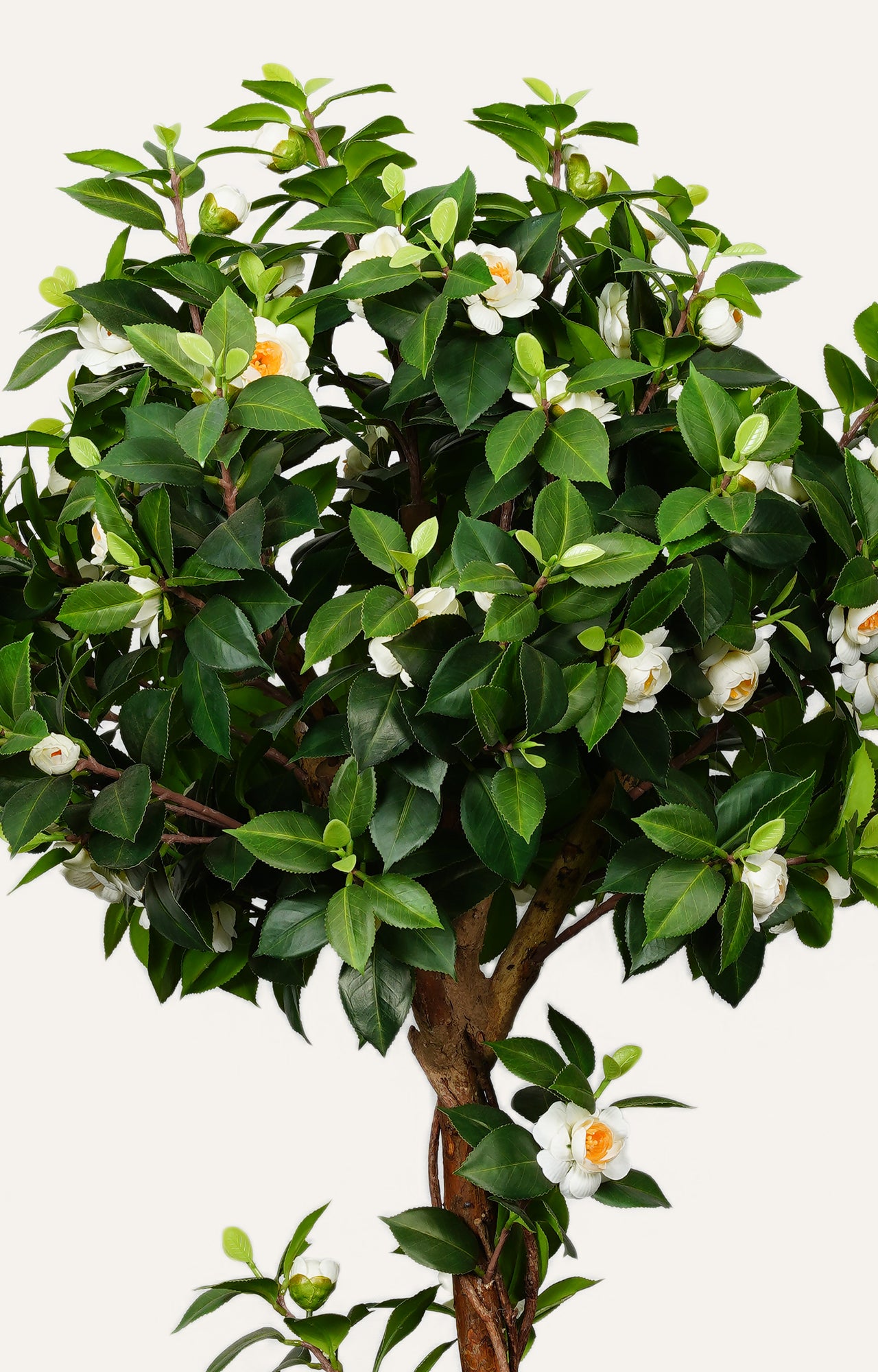 Camellia Blooming Tree - White