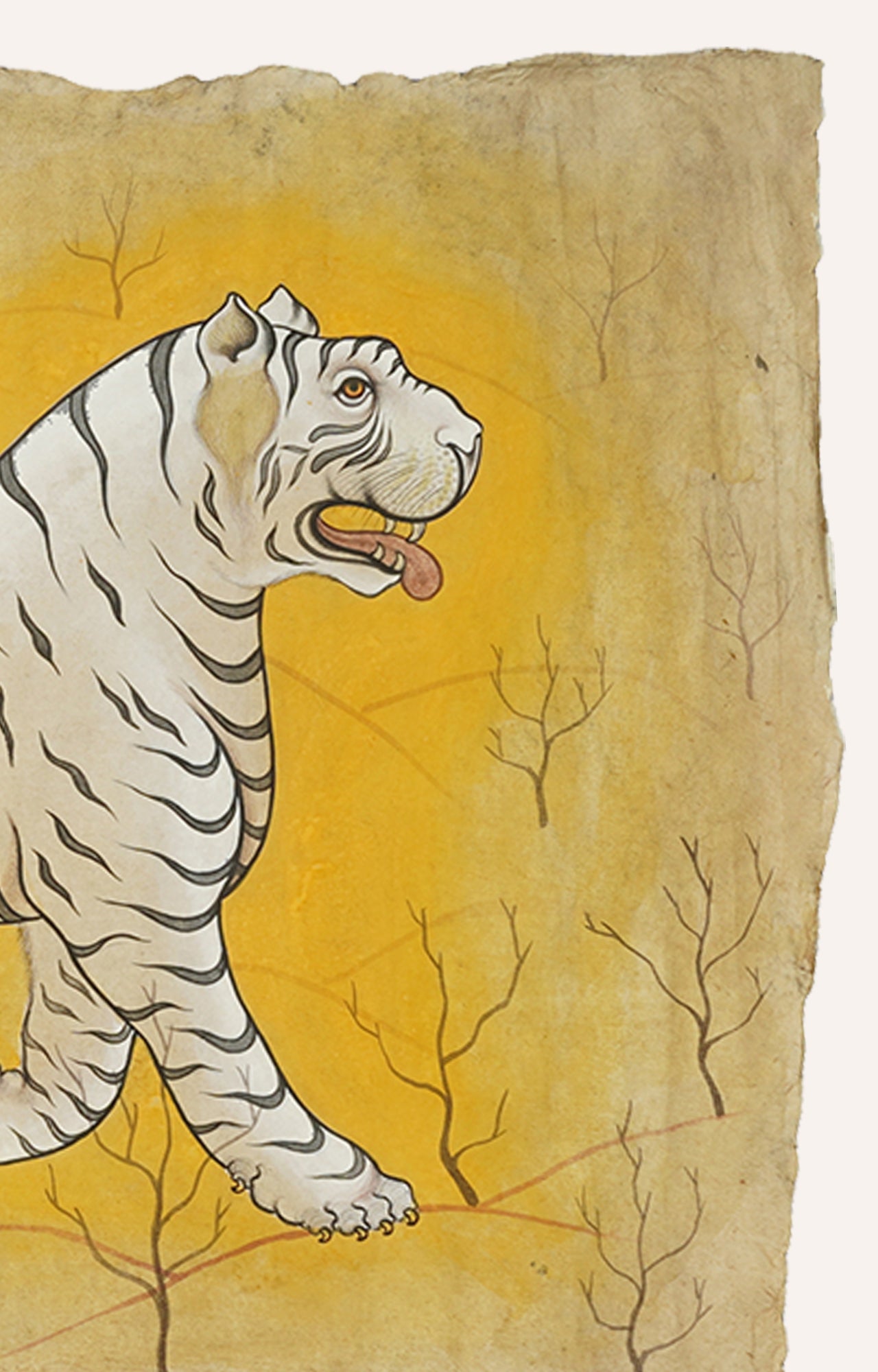 Indian White Tiger Wildlife Animal Watercolor Art