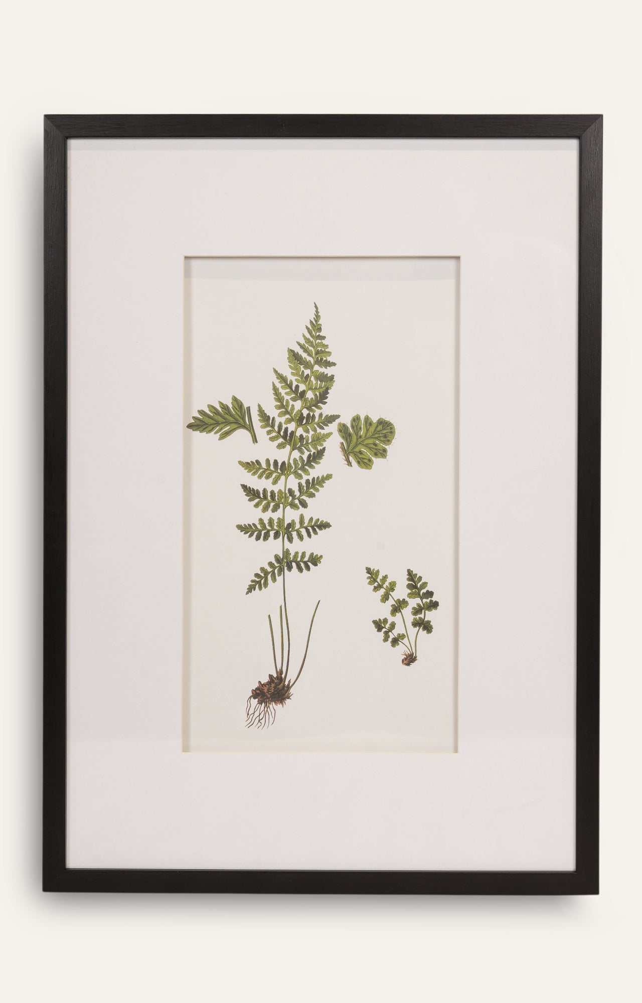 Botanical Fern Study – Set of 4